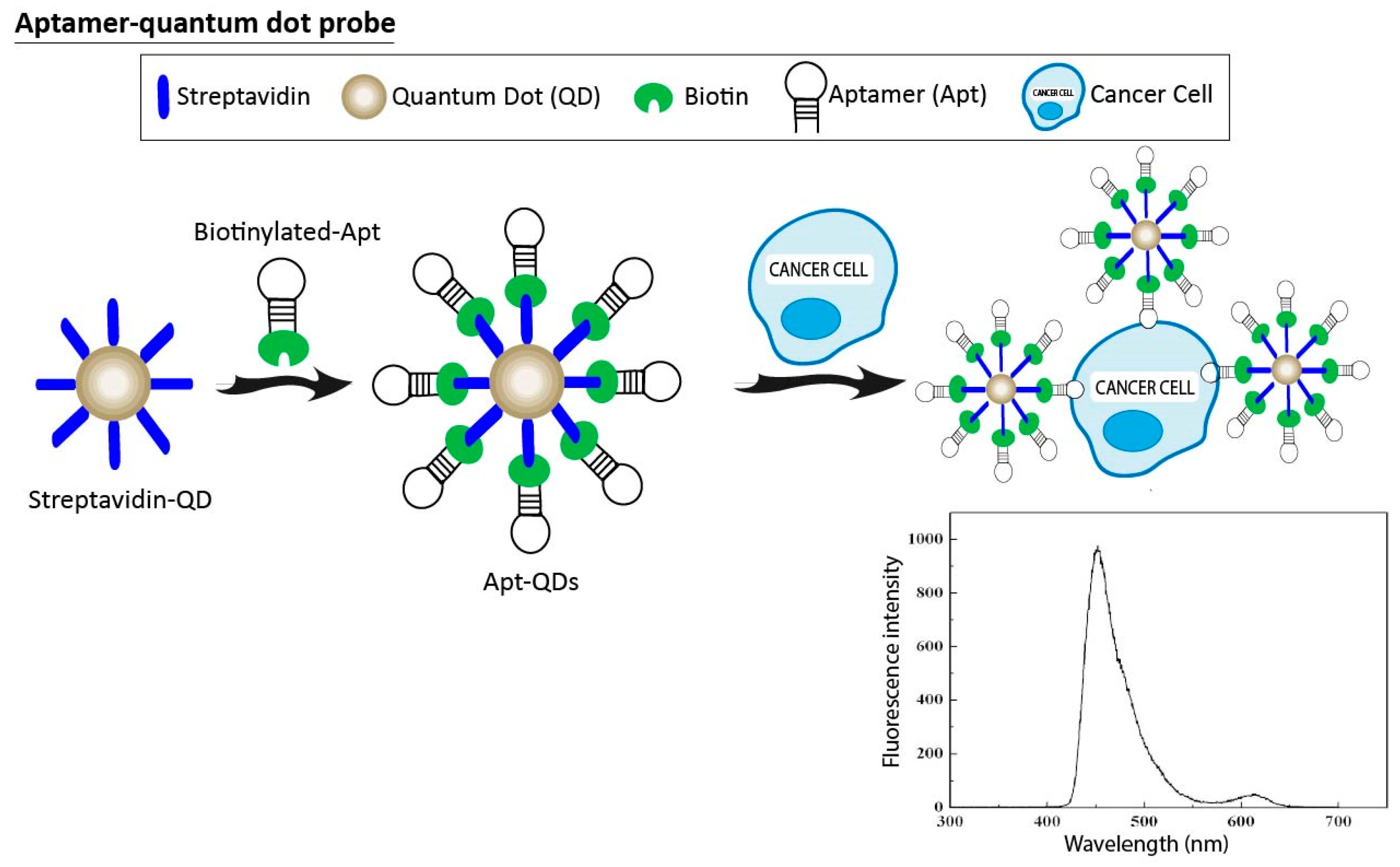 Pharmaceuticals 11 00086 g005