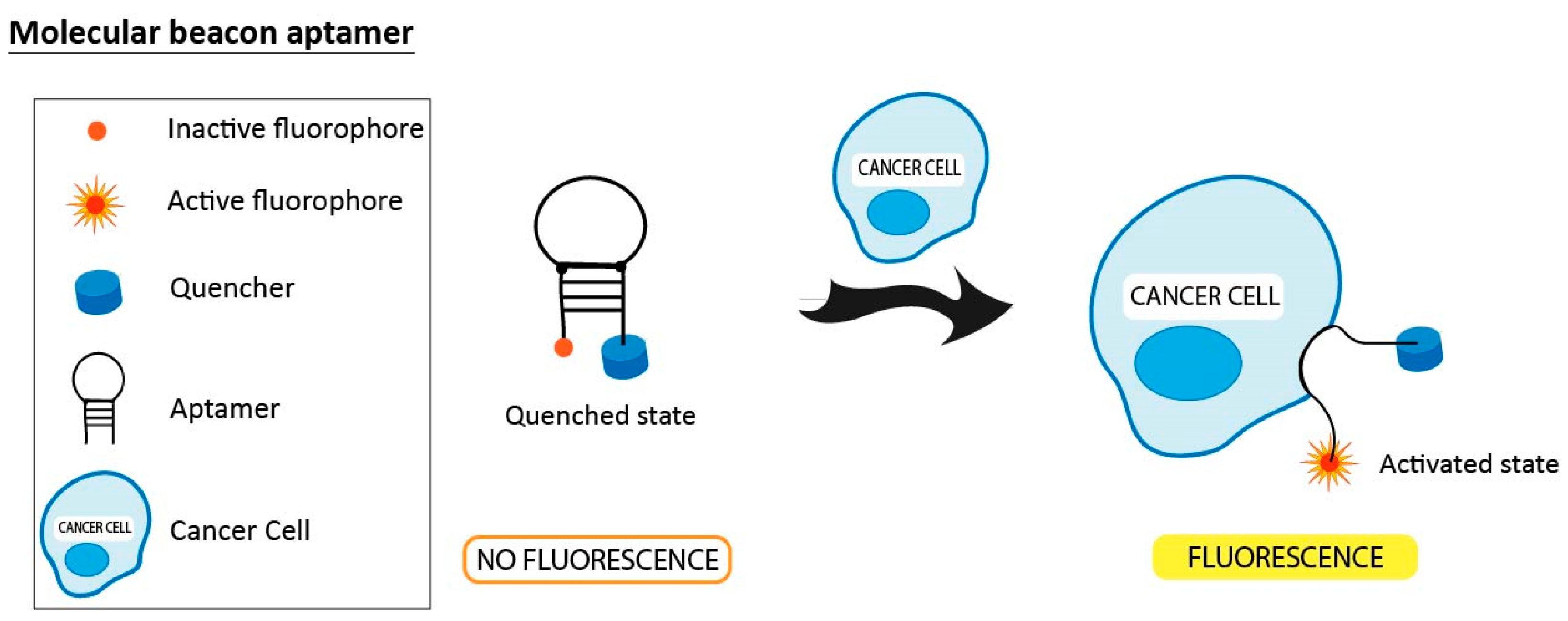 Pharmaceuticals 11 00086 g006