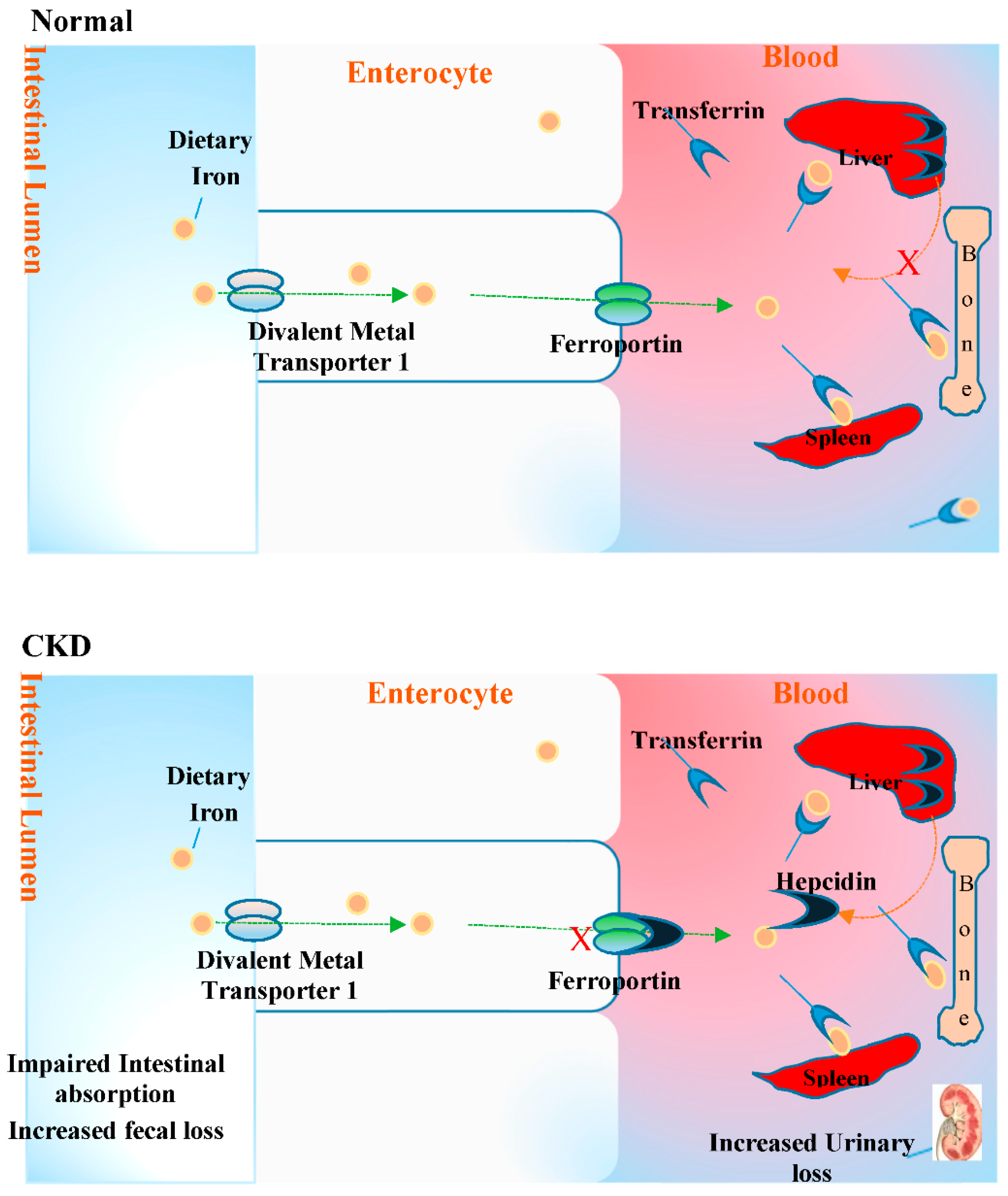 Pharmaceuticals 11 00103 g004 Pharmaceuticals 11 00103 g004