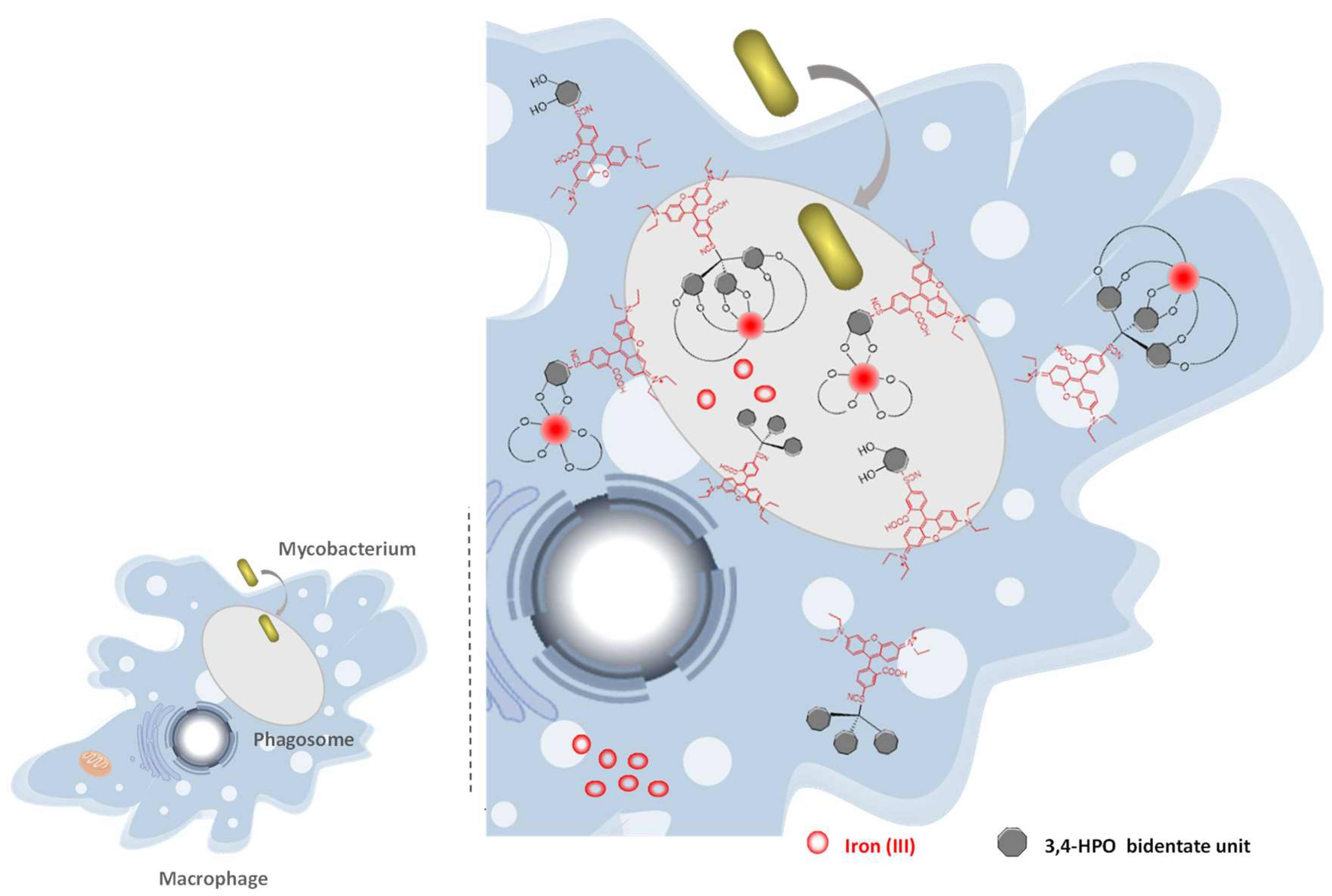 Pharmaceuticals 11 00110 g008