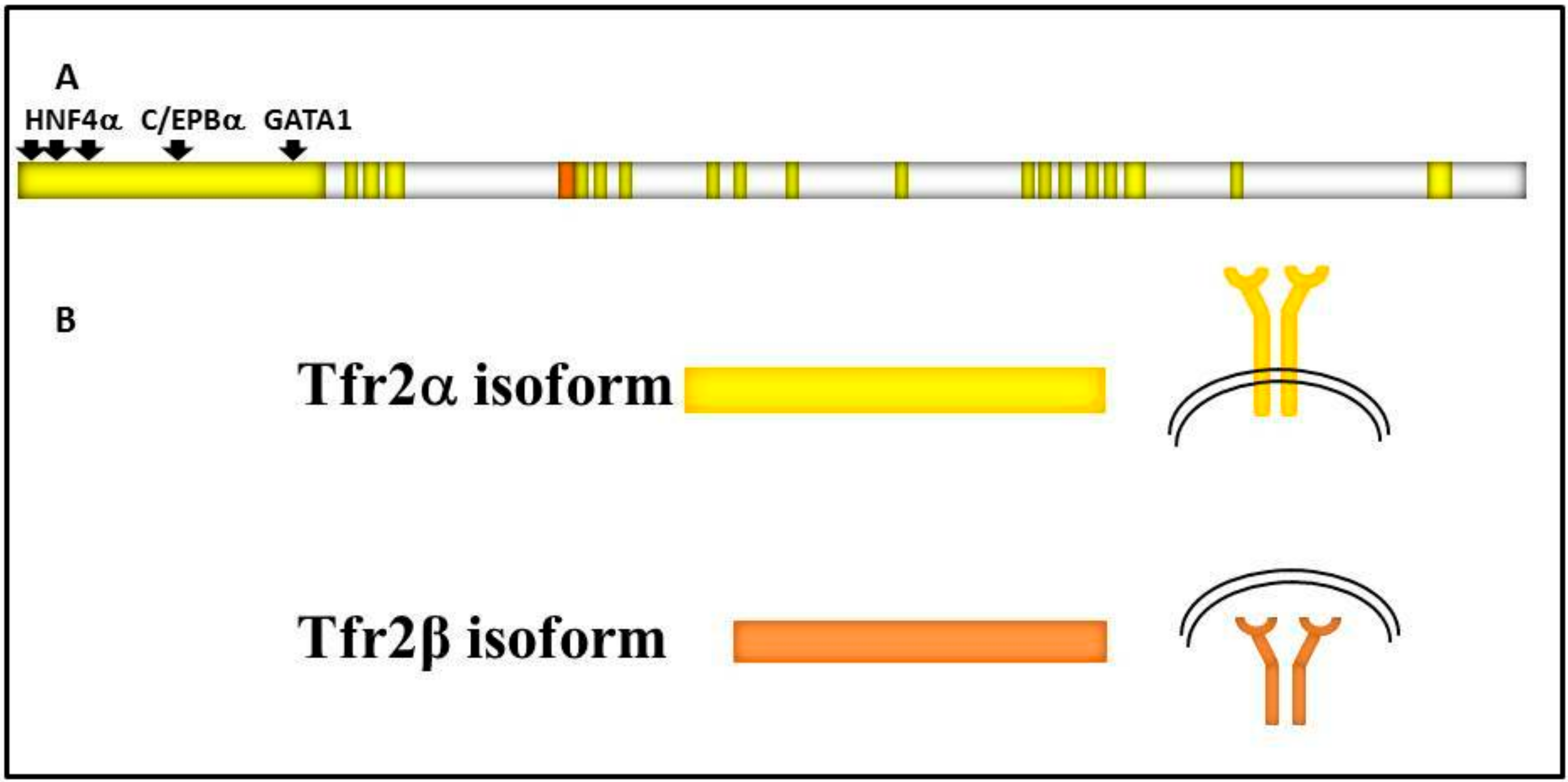 Pharmaceuticals 11 00115 g001