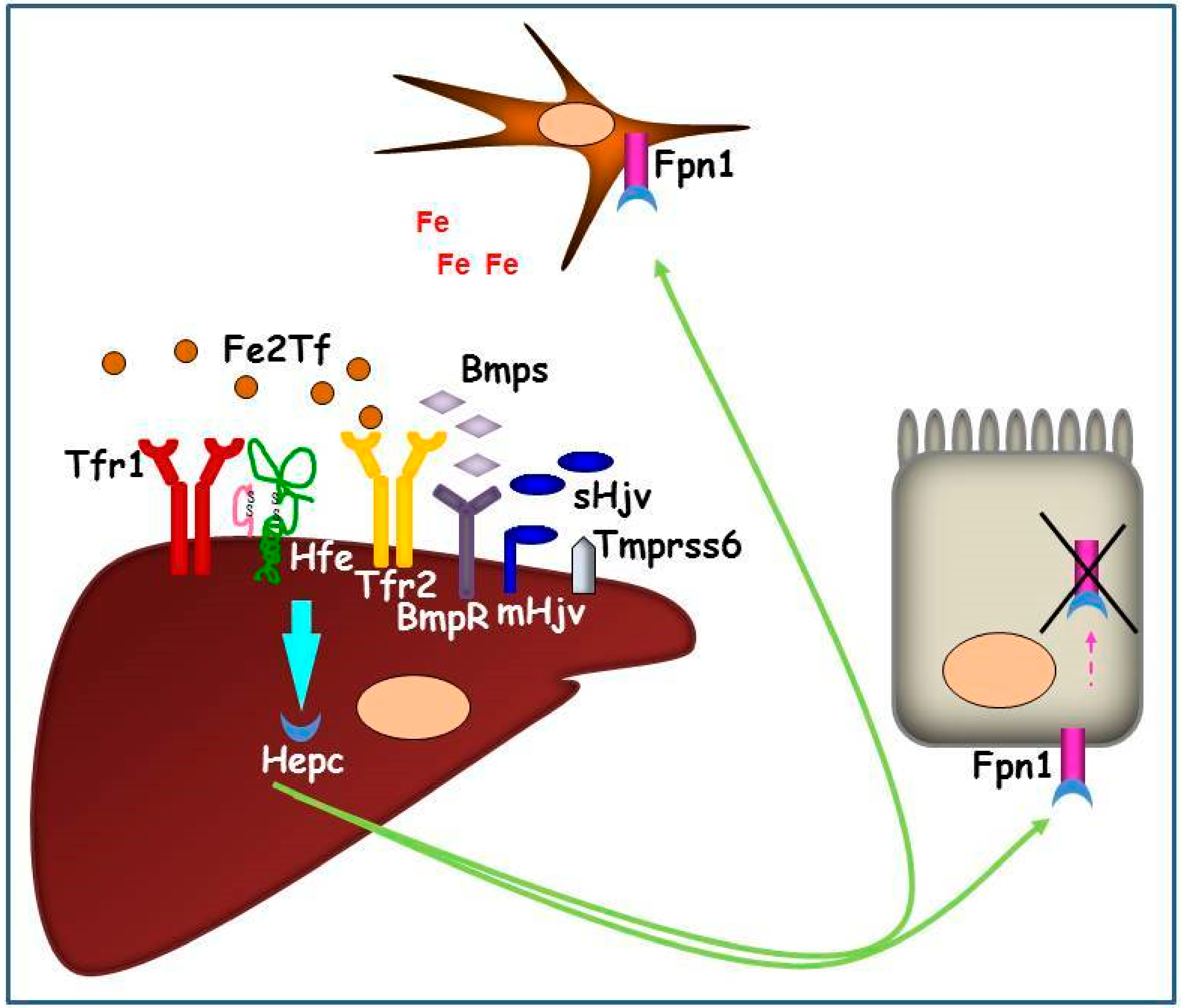 Pharmaceuticals 11 00115 g002