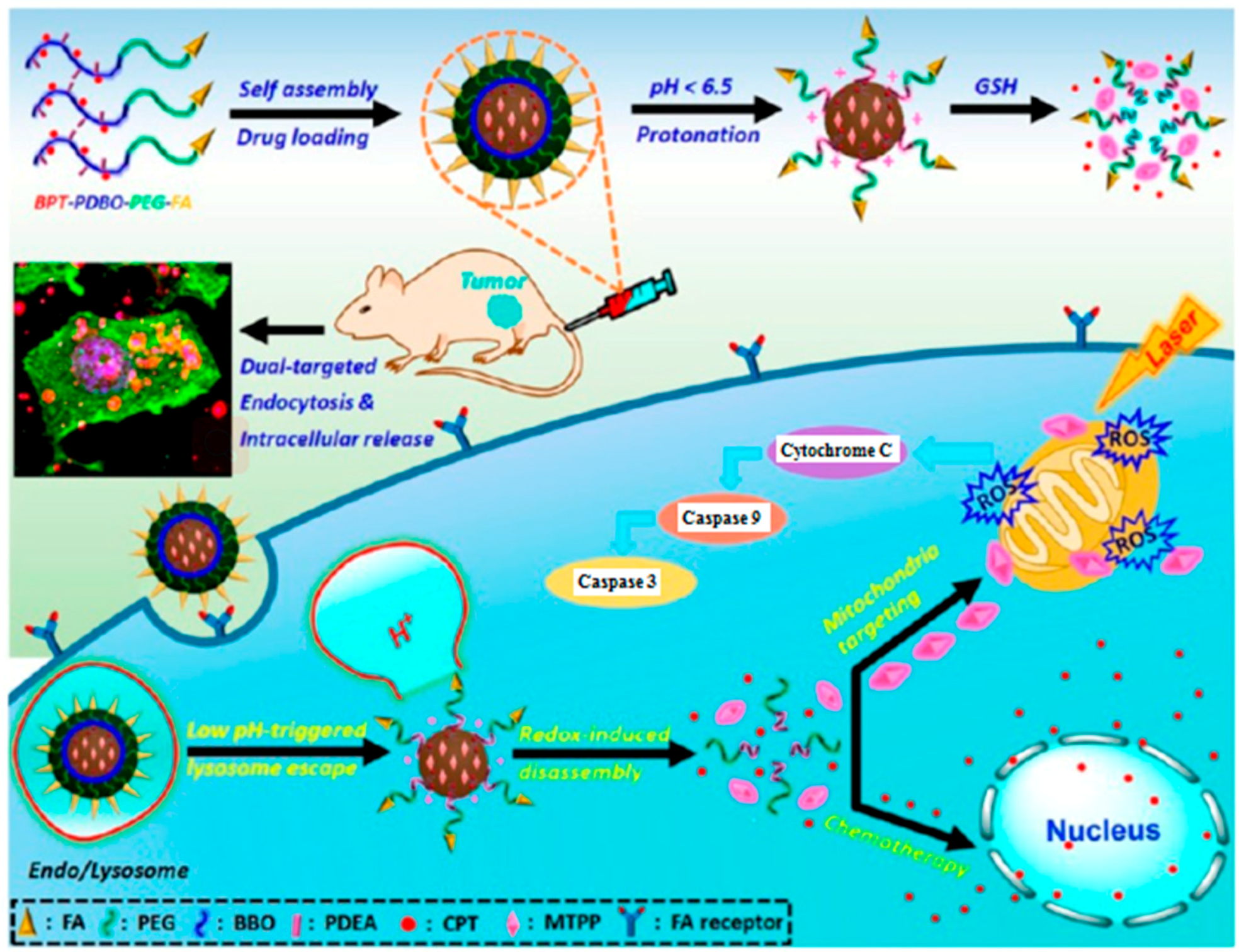 Pharmaceuticals 11 00133 g005
