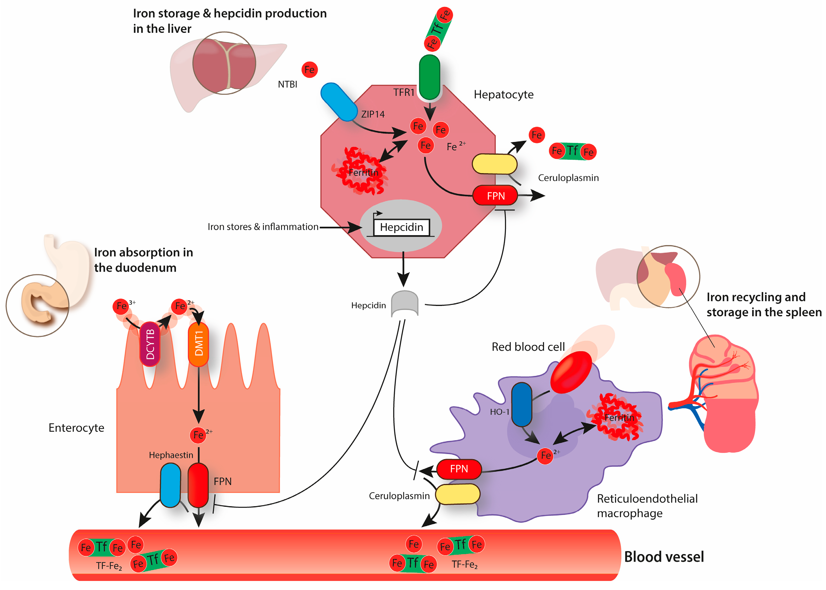 Pharmaceuticals 12 00005 g001