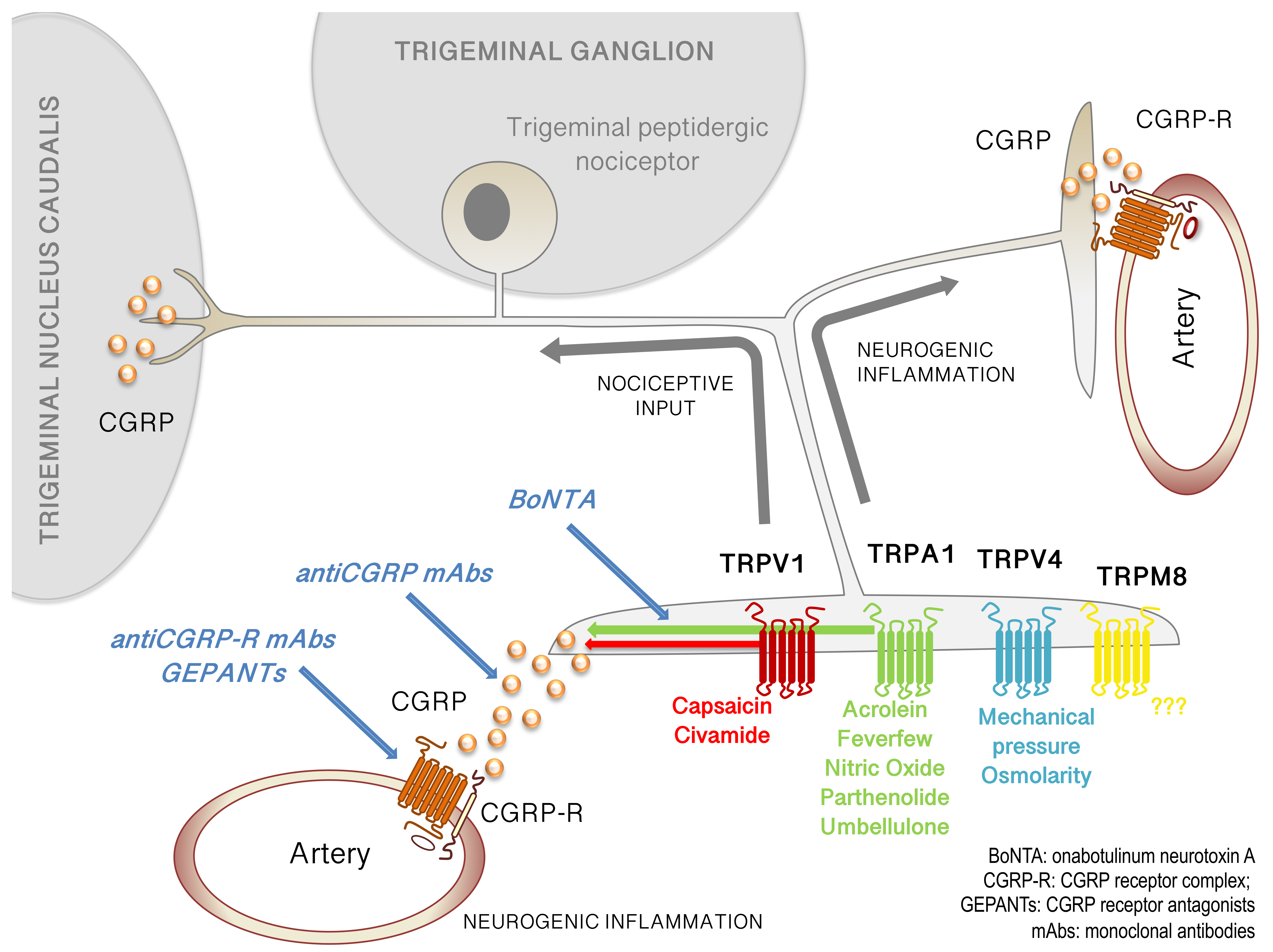 Pharmaceuticals 12 00054 g001 Pharmaceuticals 12 00054 g001
