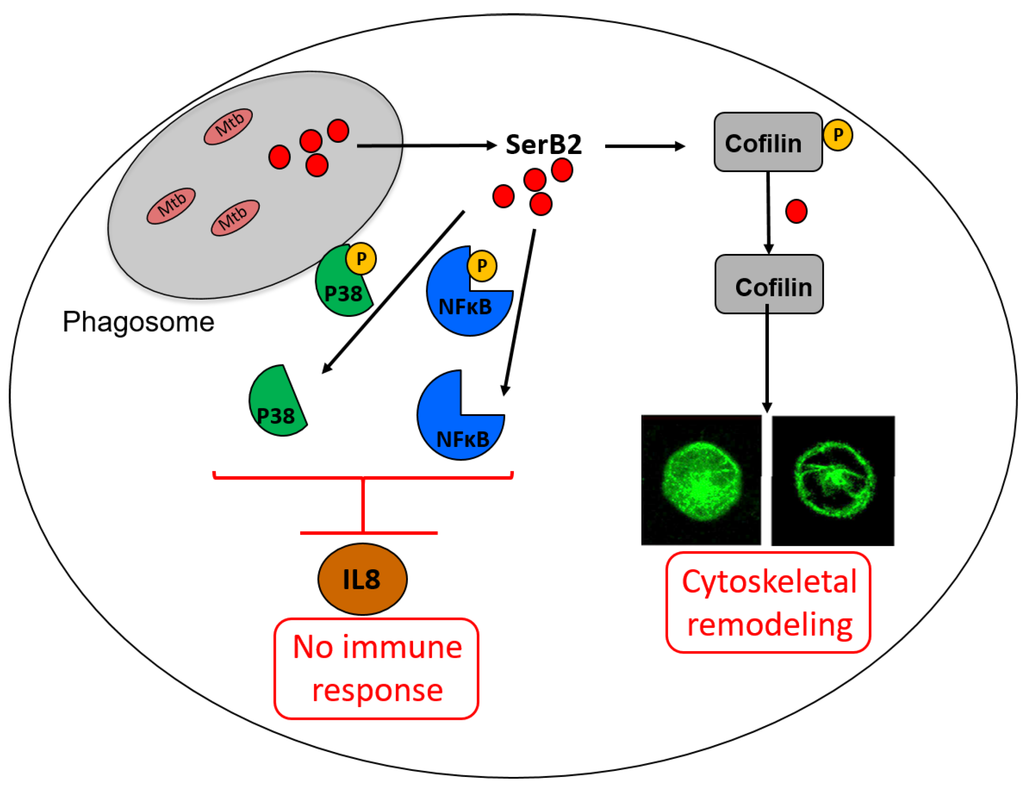 Pharmaceuticals 12 00066 g010 Pharmaceuticals 12 00066 g010