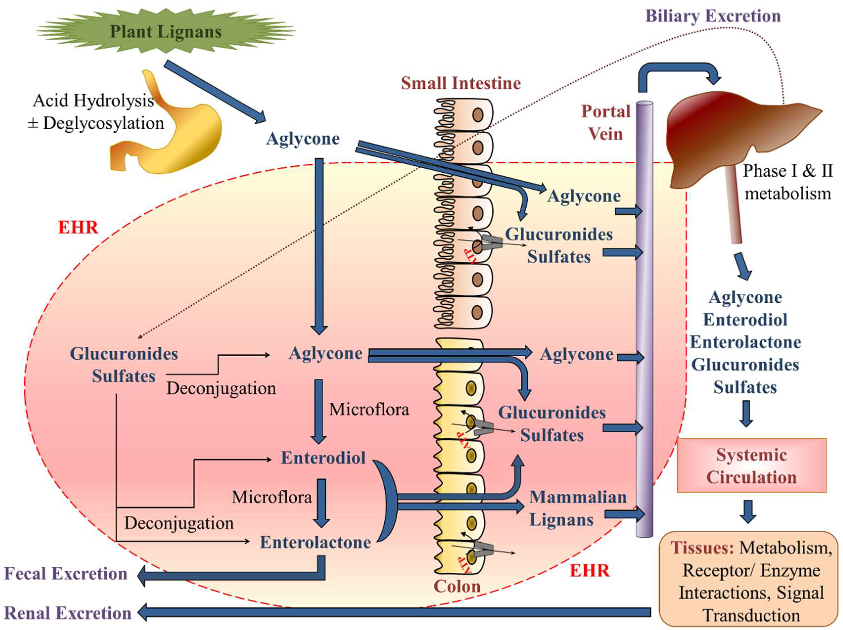 Pharmaceuticals 12 00068 g004
