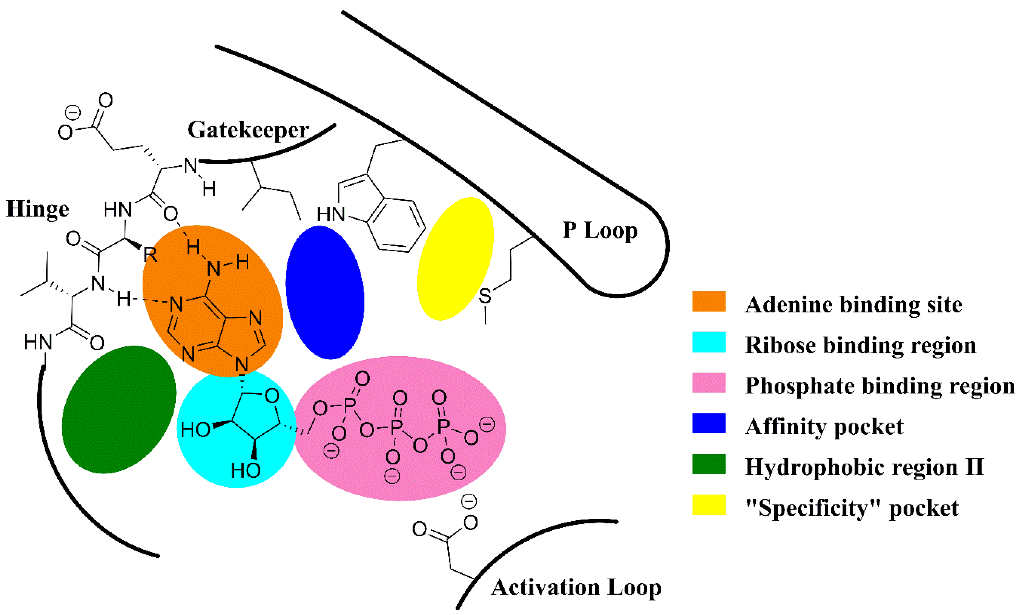 Pharmaceuticals 12 00069 g004