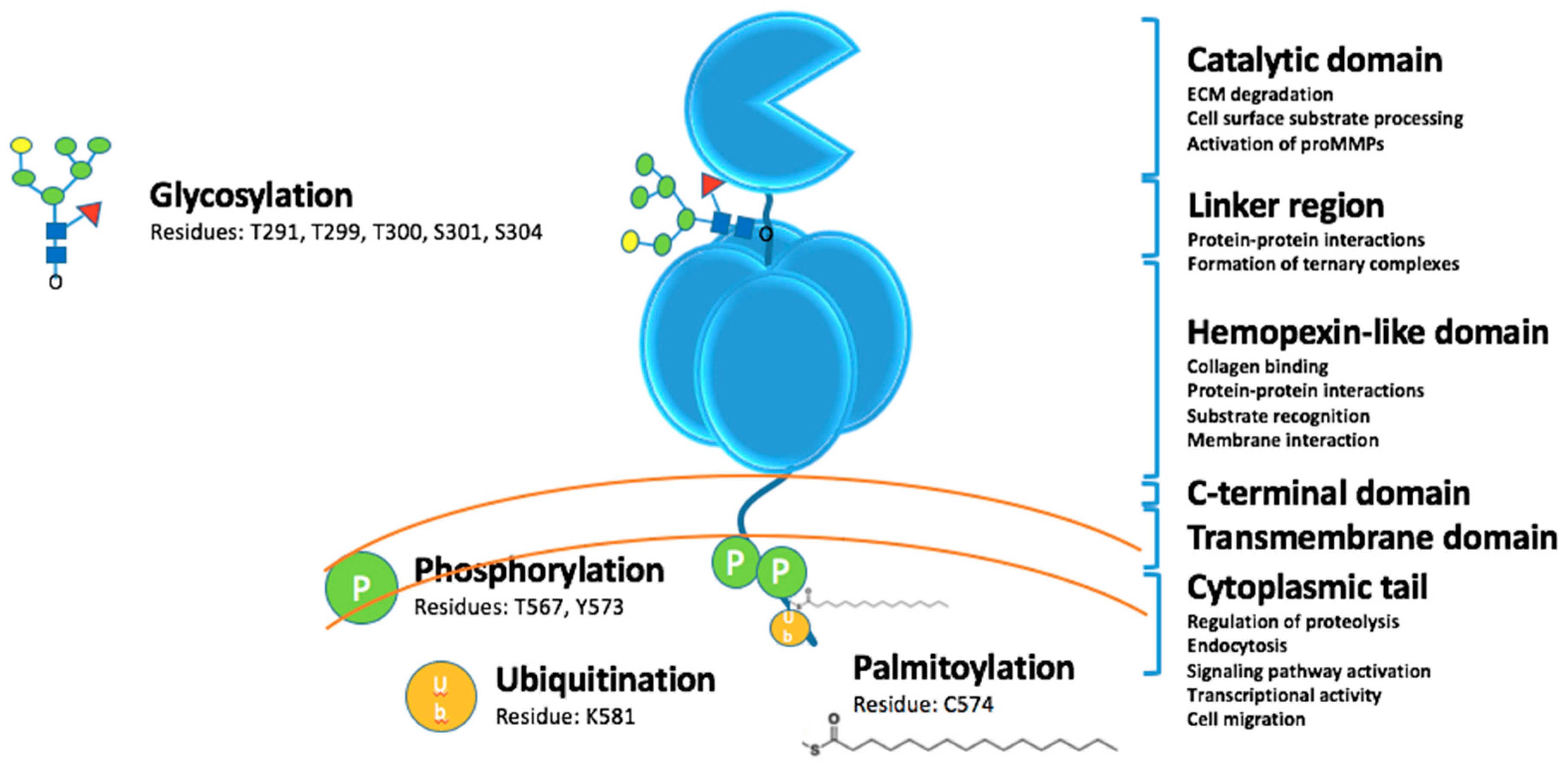 Pharmaceuticals 12 00077 g001