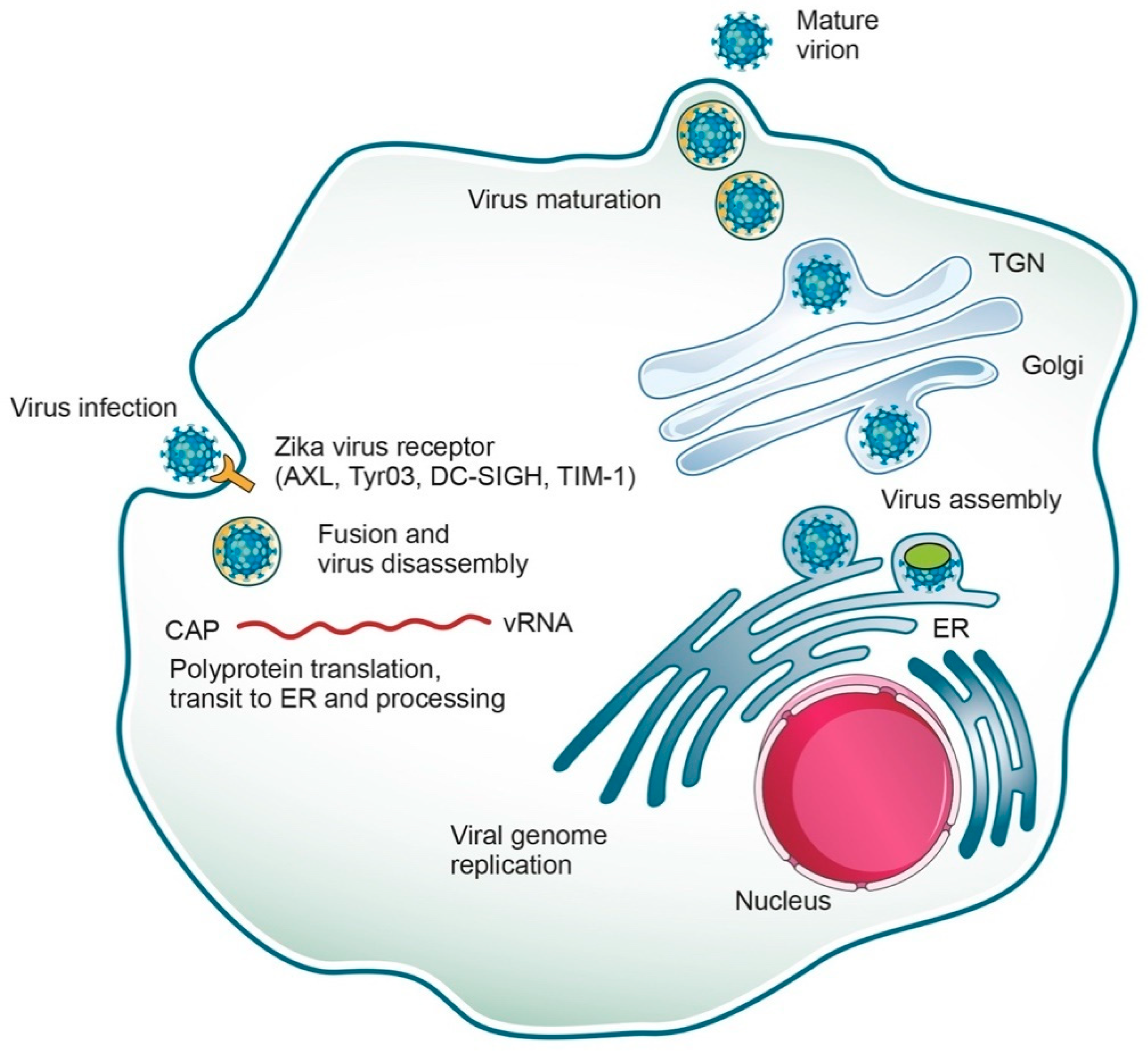 Pharmaceuticals 12 00101 g002