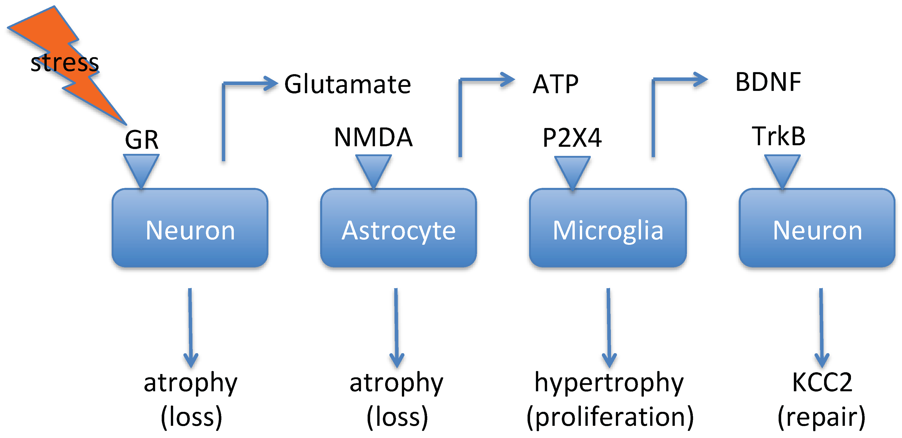 Pharmaceuticals 12 00113 g001
