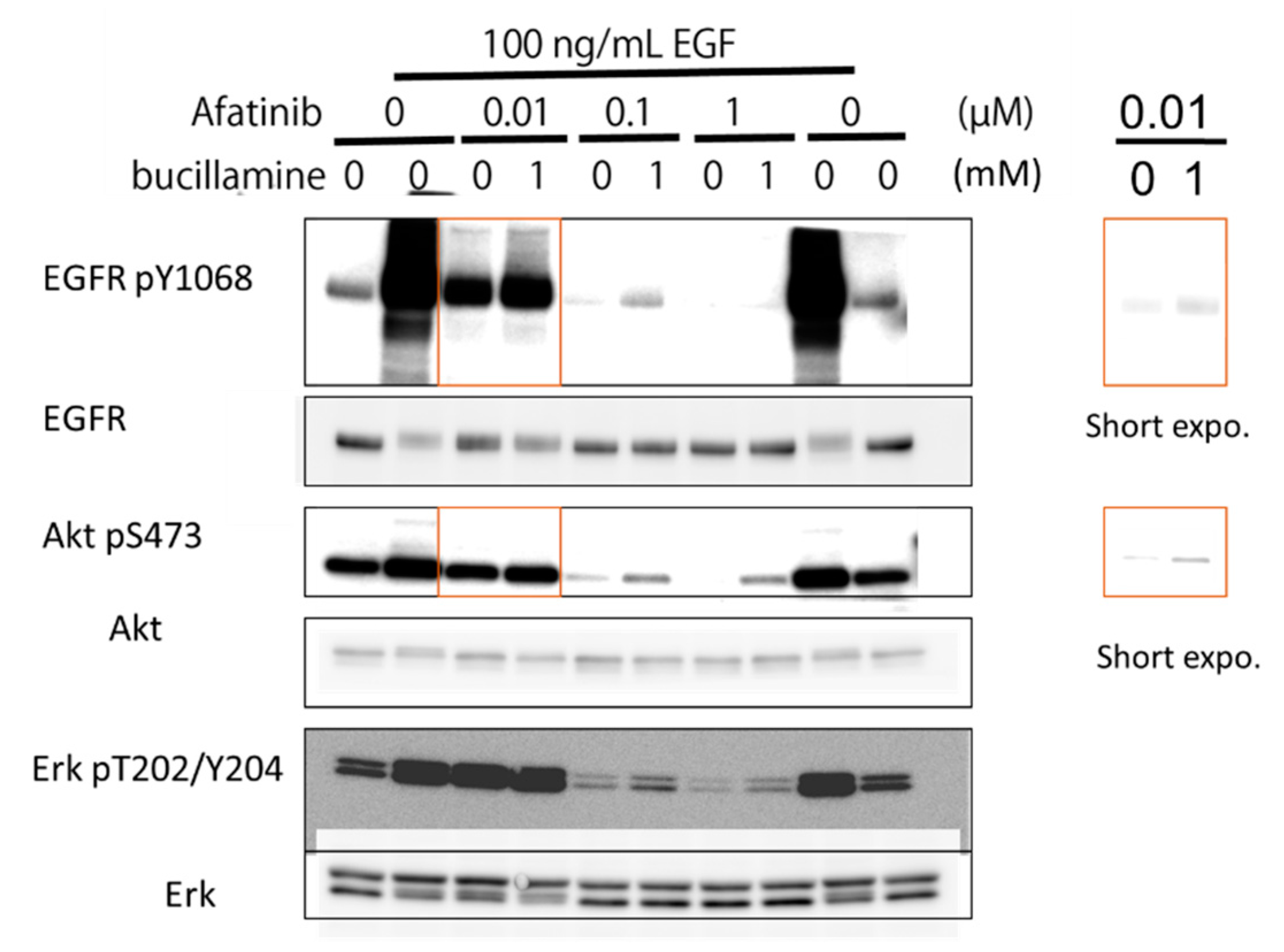 Pharmaceuticals 12 00165 g004