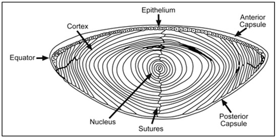 Pharmaceuticals 13 00015 g003