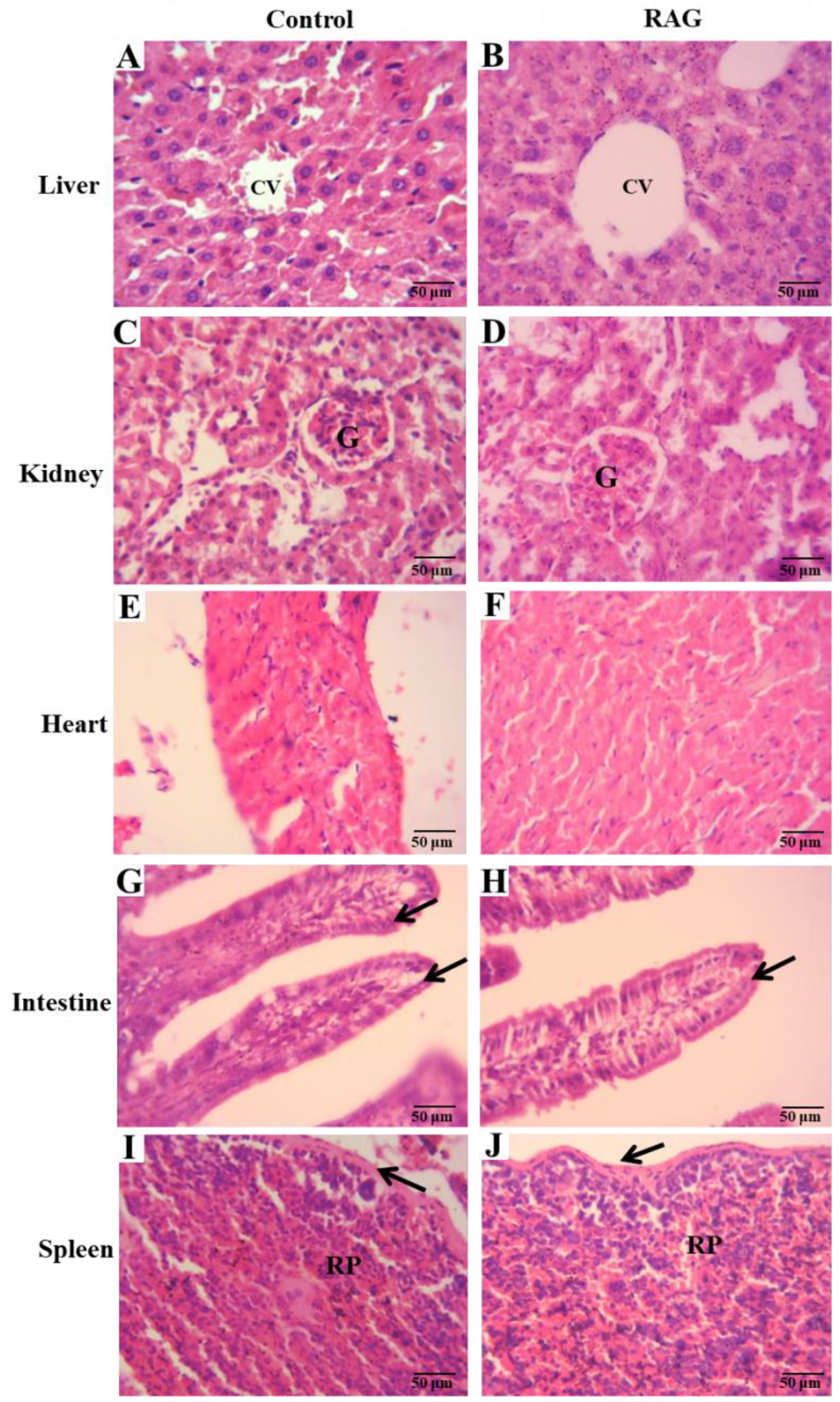 Pharmaceuticals 13 00017 g009