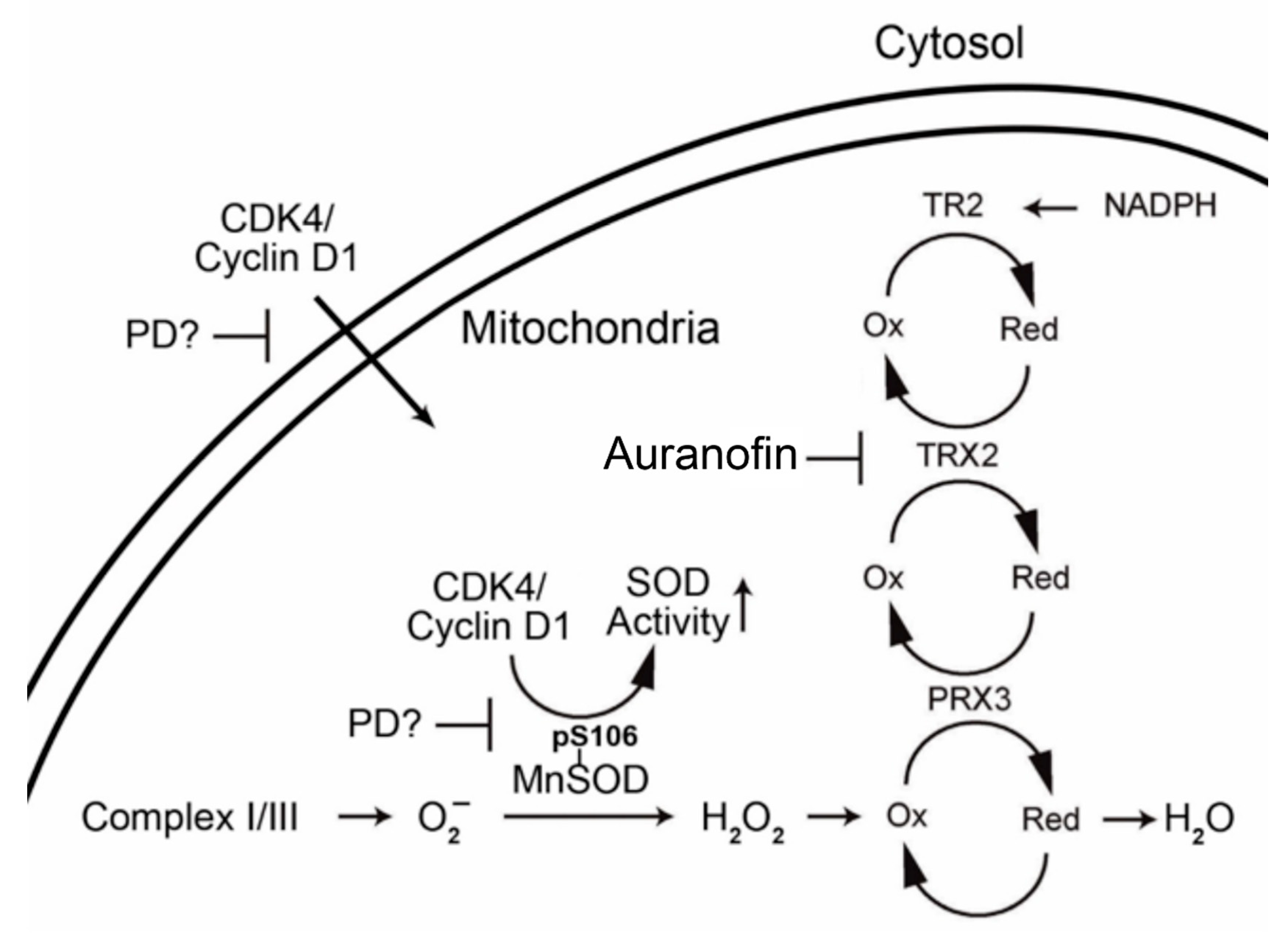 Pharmaceuticals 13 00026 g004