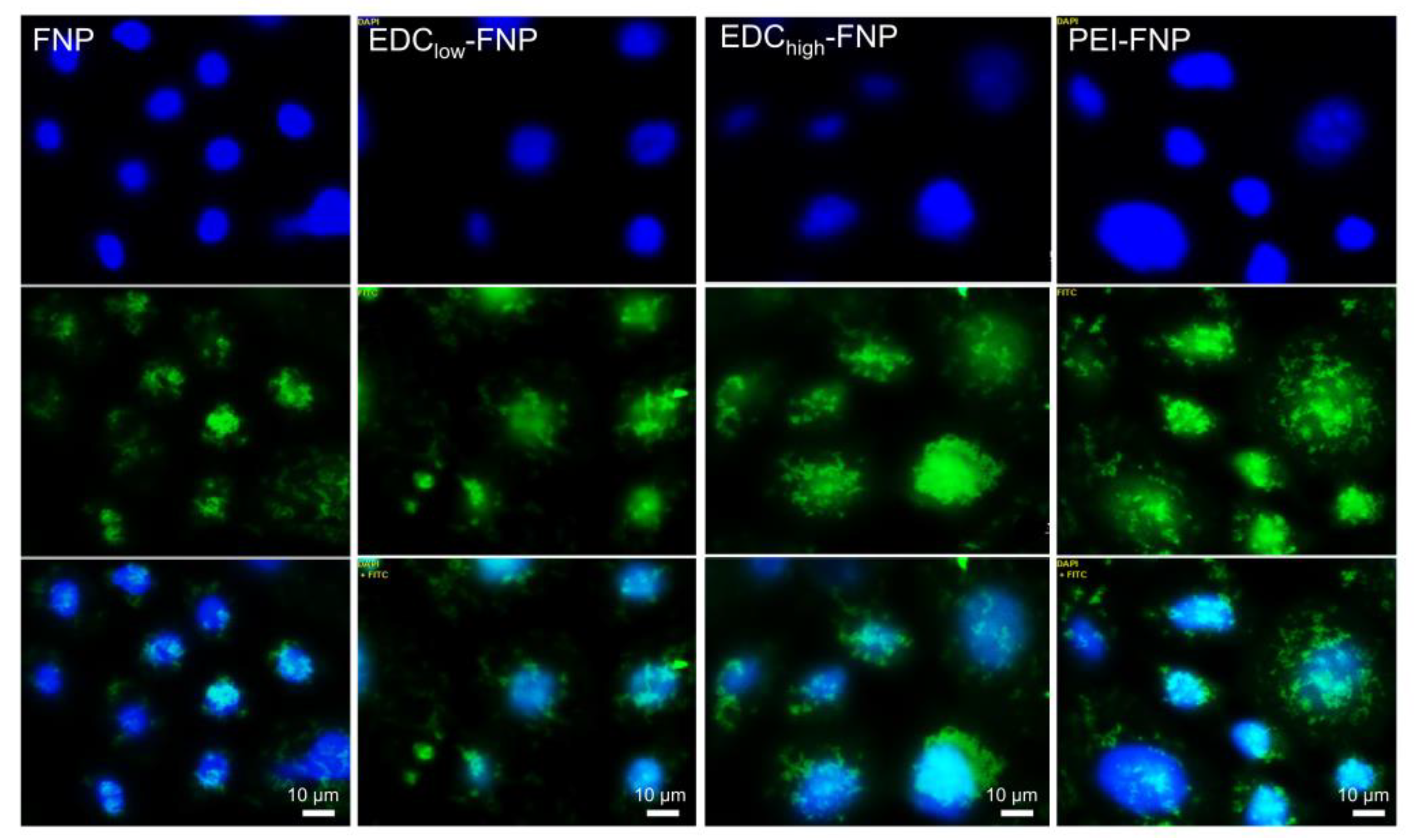 Pharmaceuticals 13 00086 g004