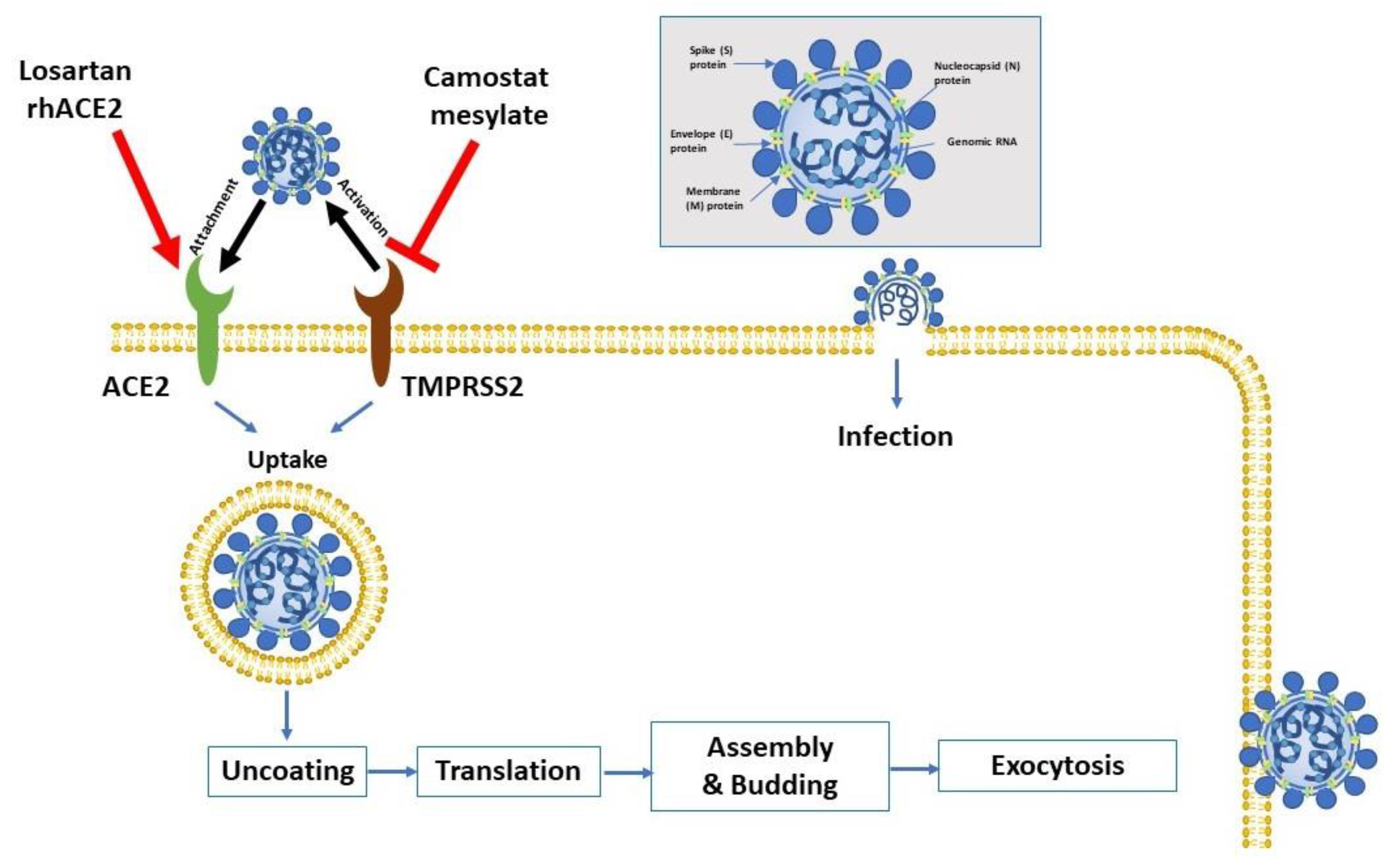 Pharmaceuticals 13 00096 g001