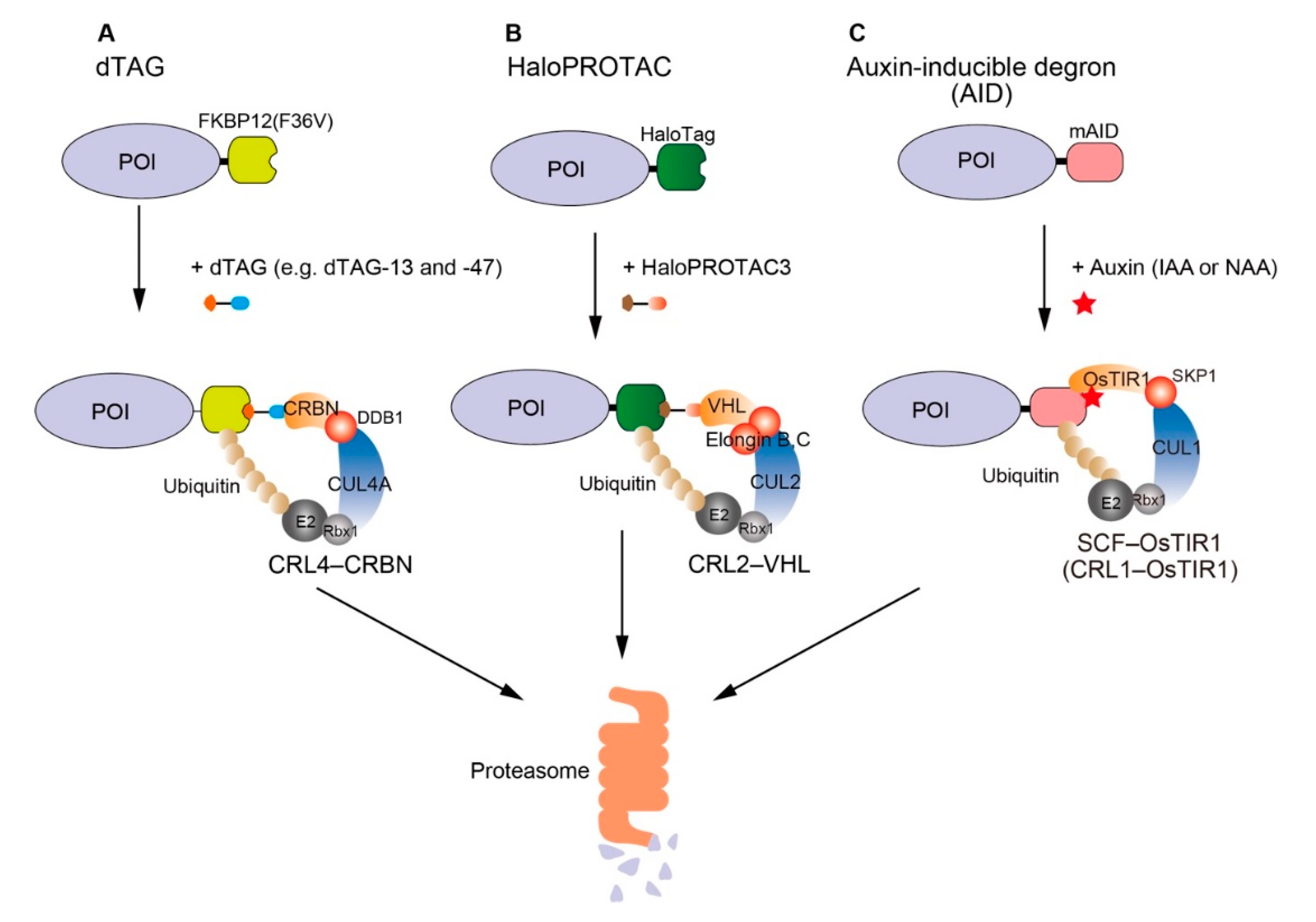 Pharmaceuticals 13 00103 g001