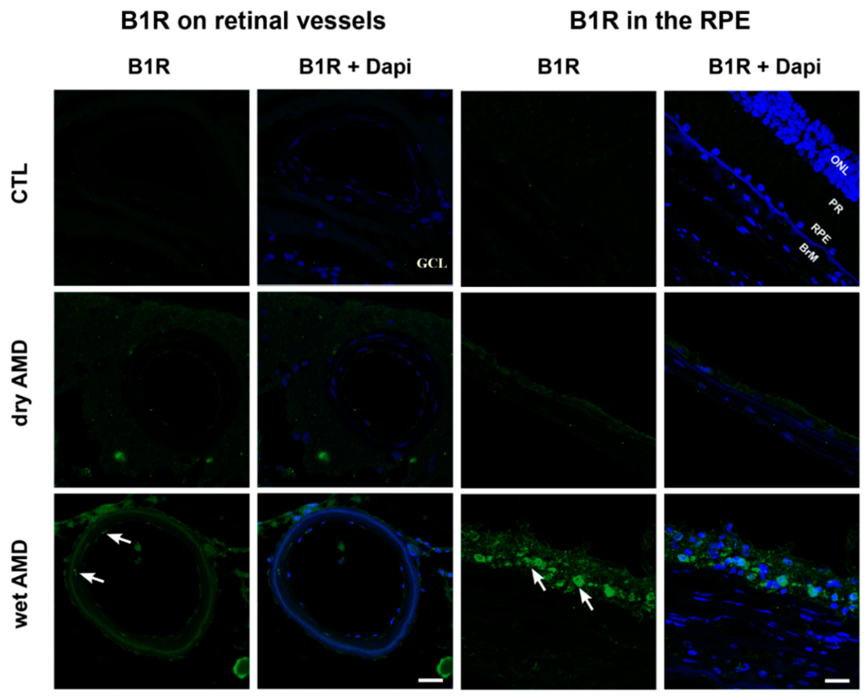 Pharmaceuticals 13 00130 g003