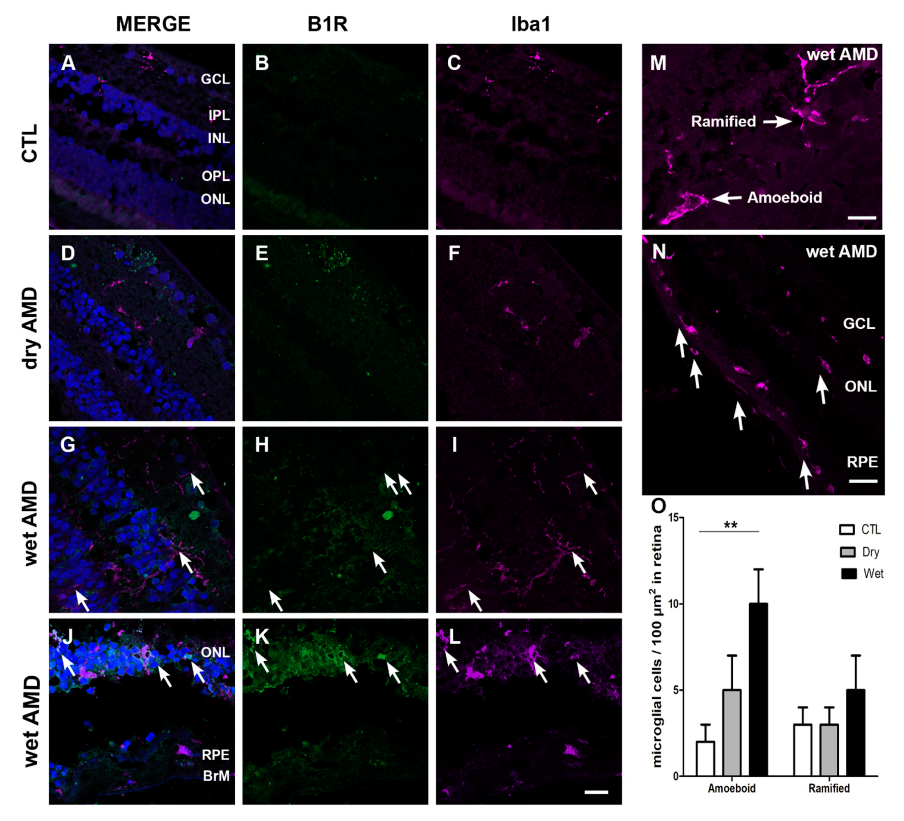 Pharmaceuticals 13 00130 g005