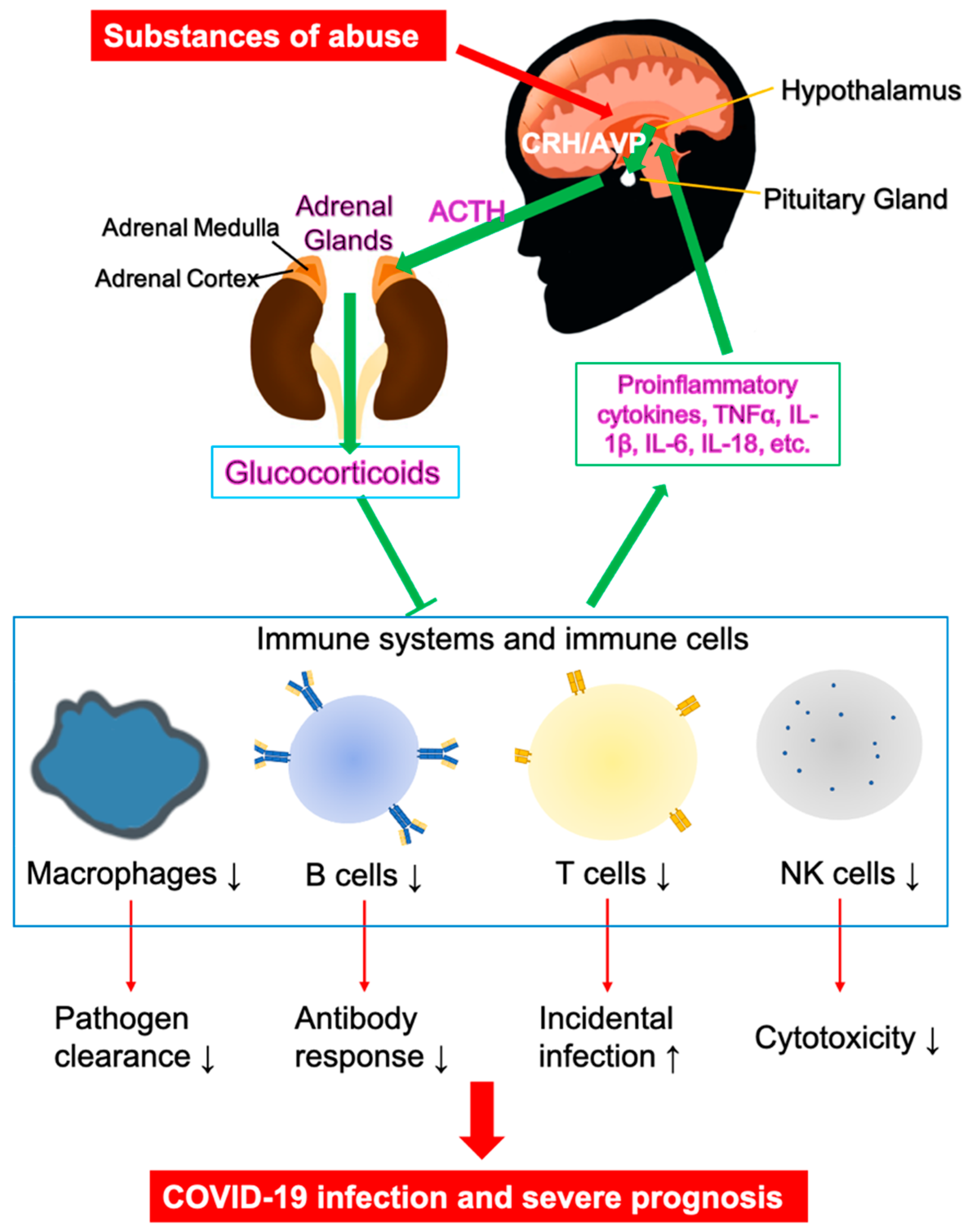 Pharmaceuticals 13 00155 g003
