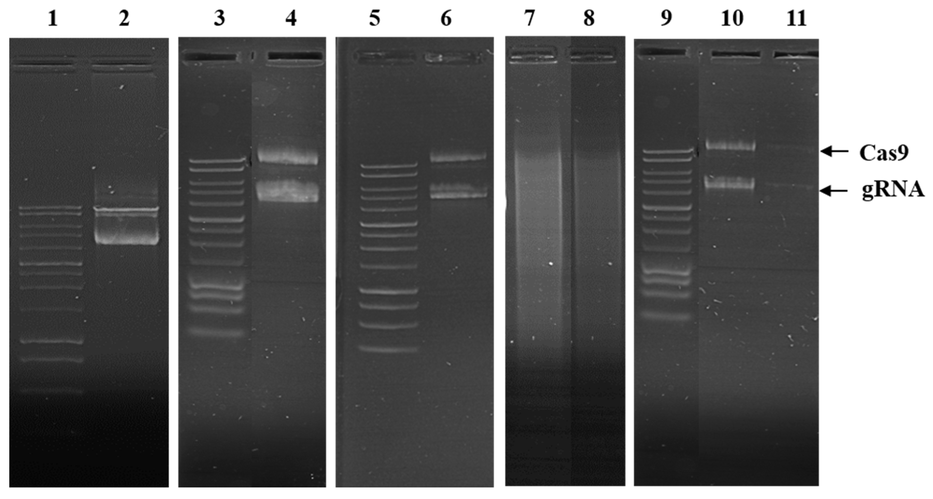 Pharmaceuticals 13 00158 g006