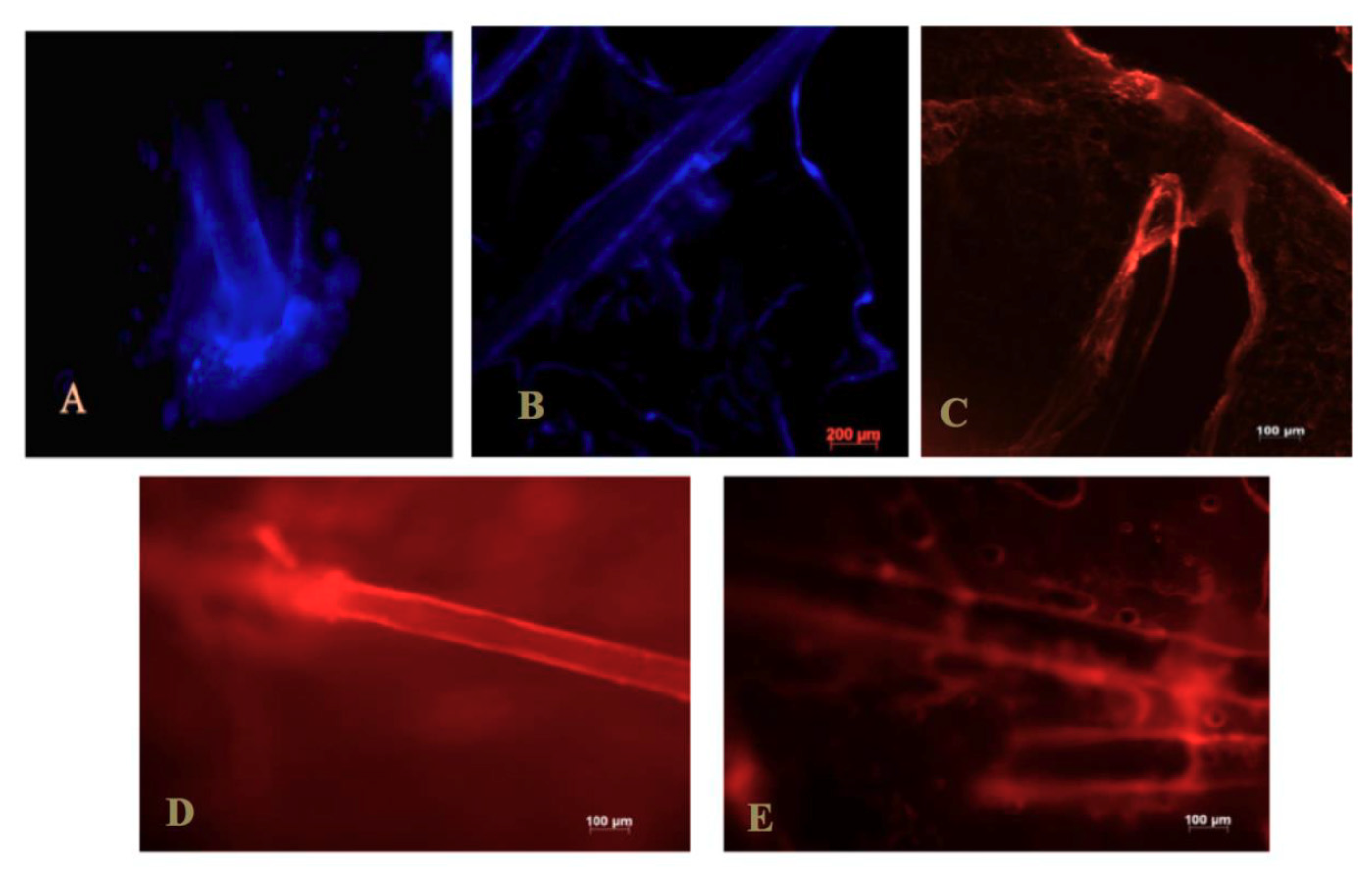 Pharmaceuticals 13 00167 g003