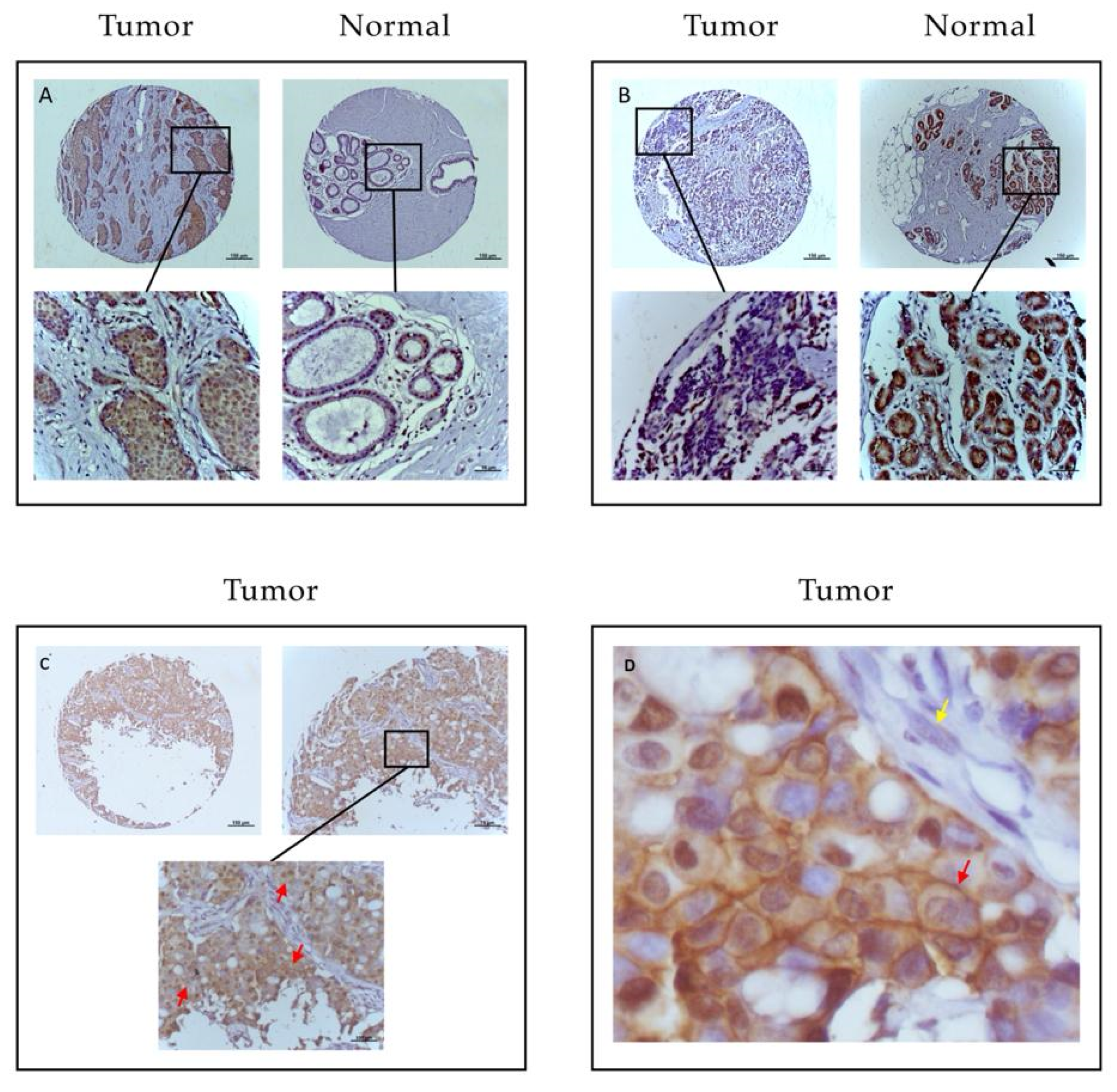 Pharmaceuticals 13 00172 g001