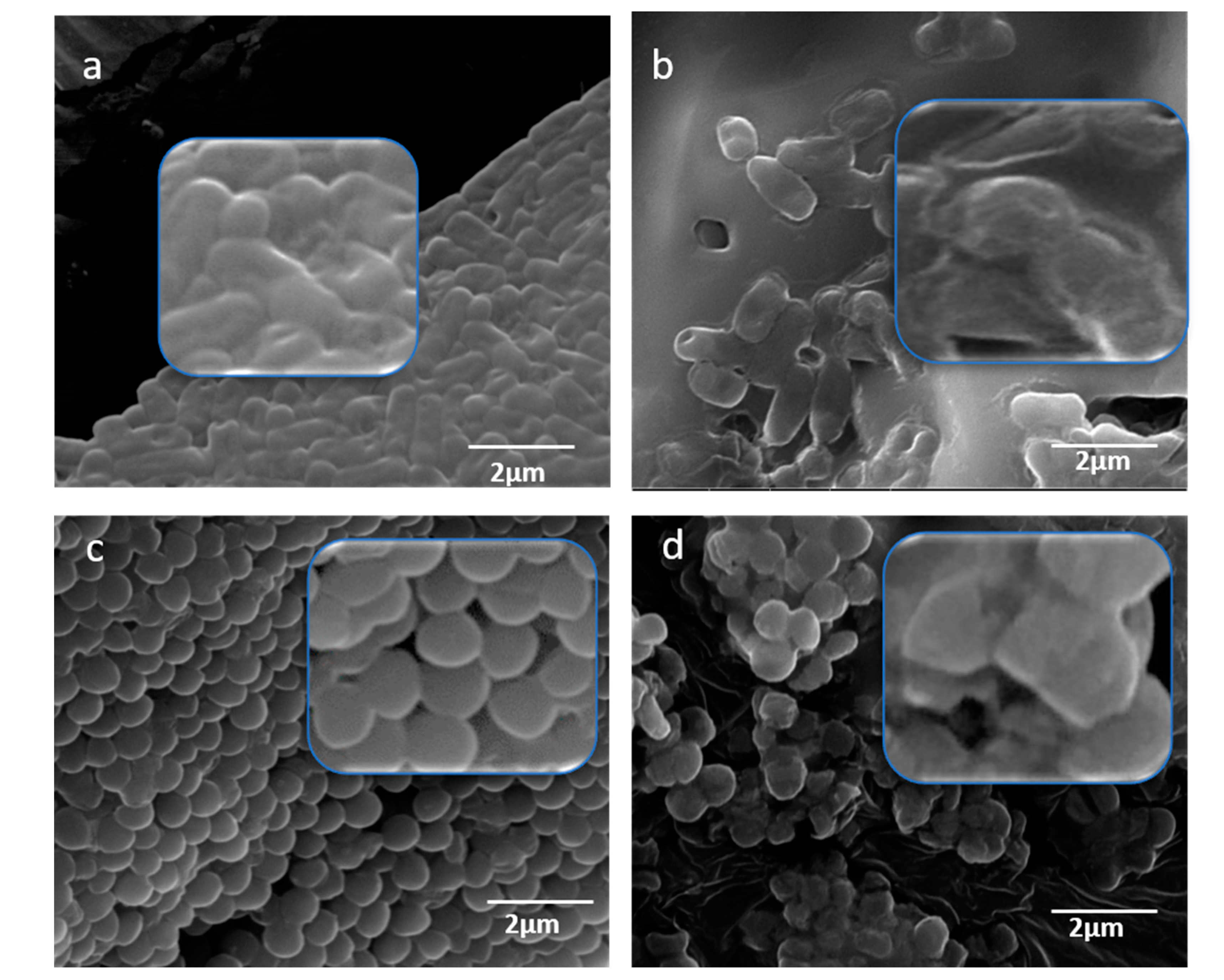 Pharmaceuticals 13 00193 g008