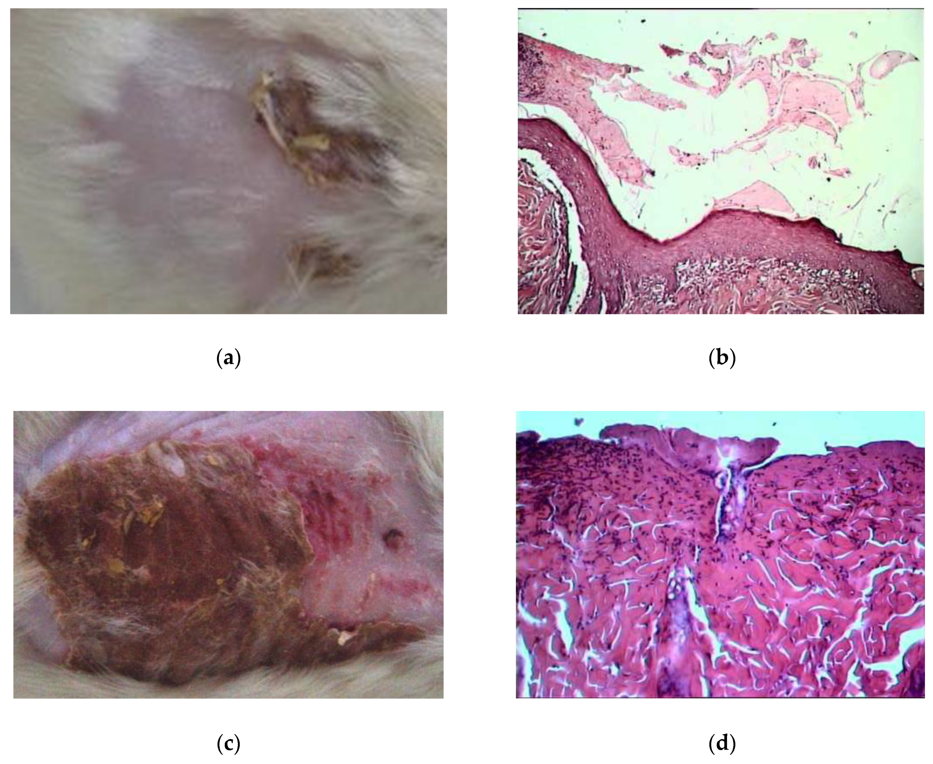 Pharmaceuticals 13 00207 g008