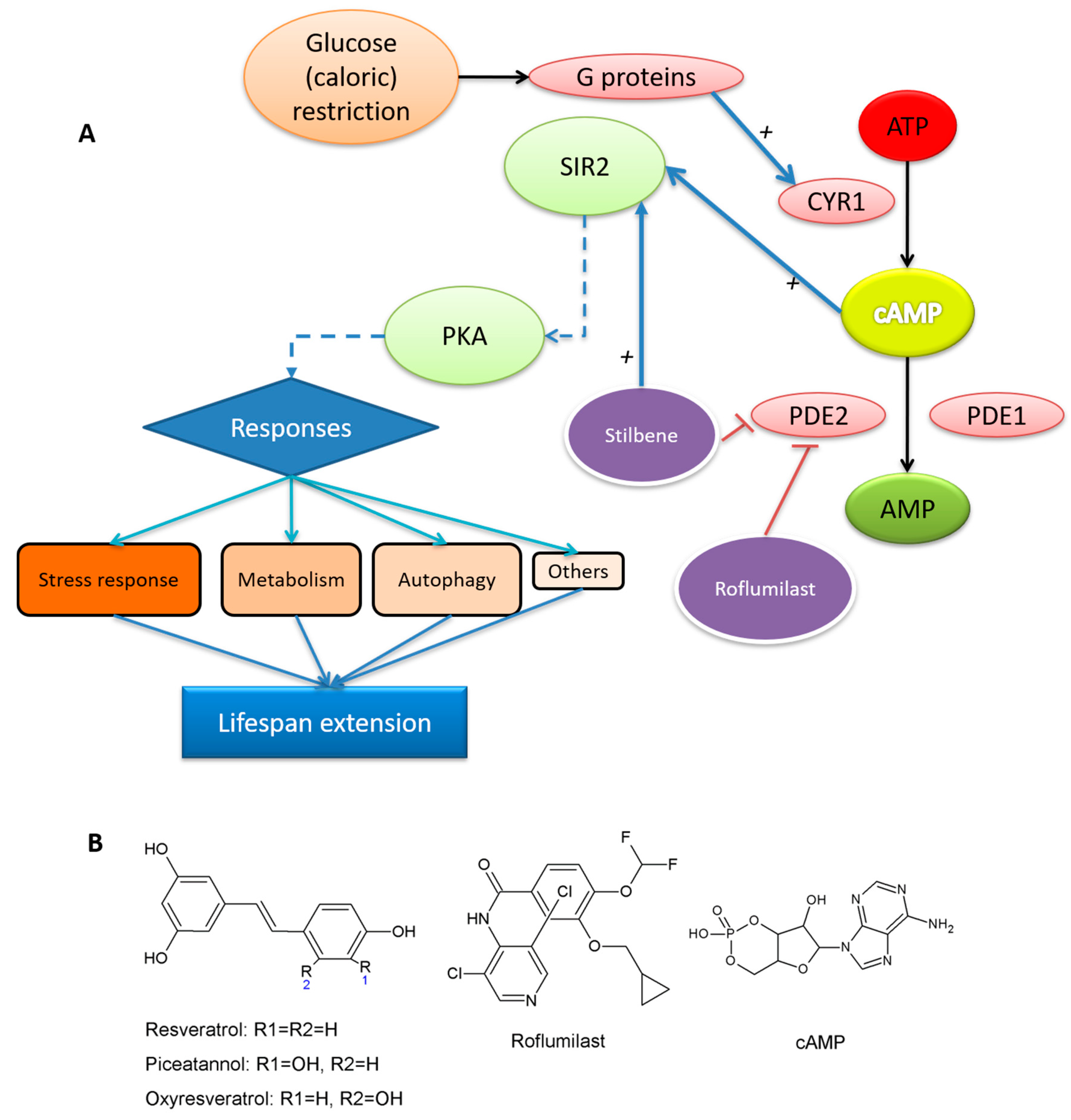 Pharmaceuticals 13 00225 g001