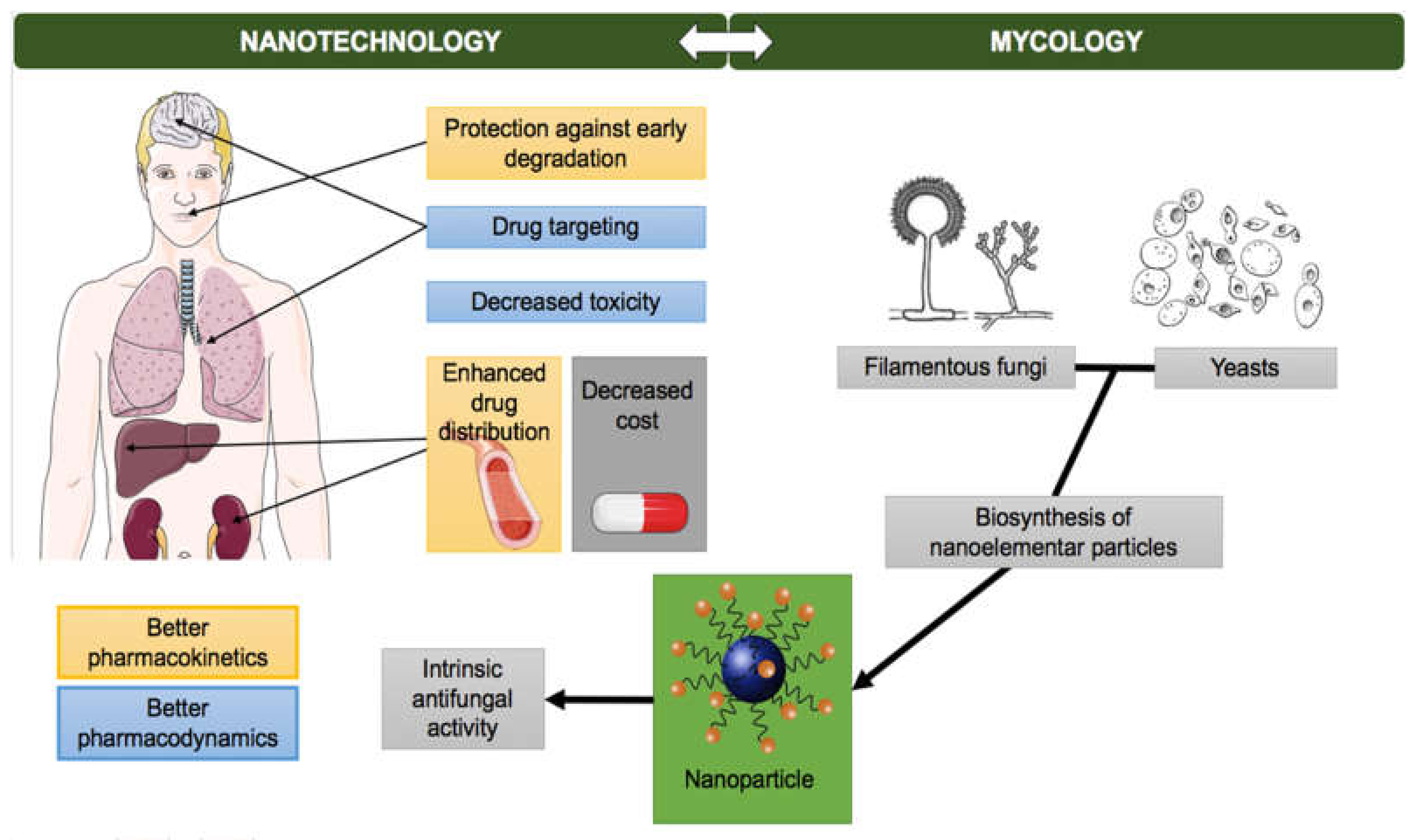 Pharmaceuticals 13 00248 g002