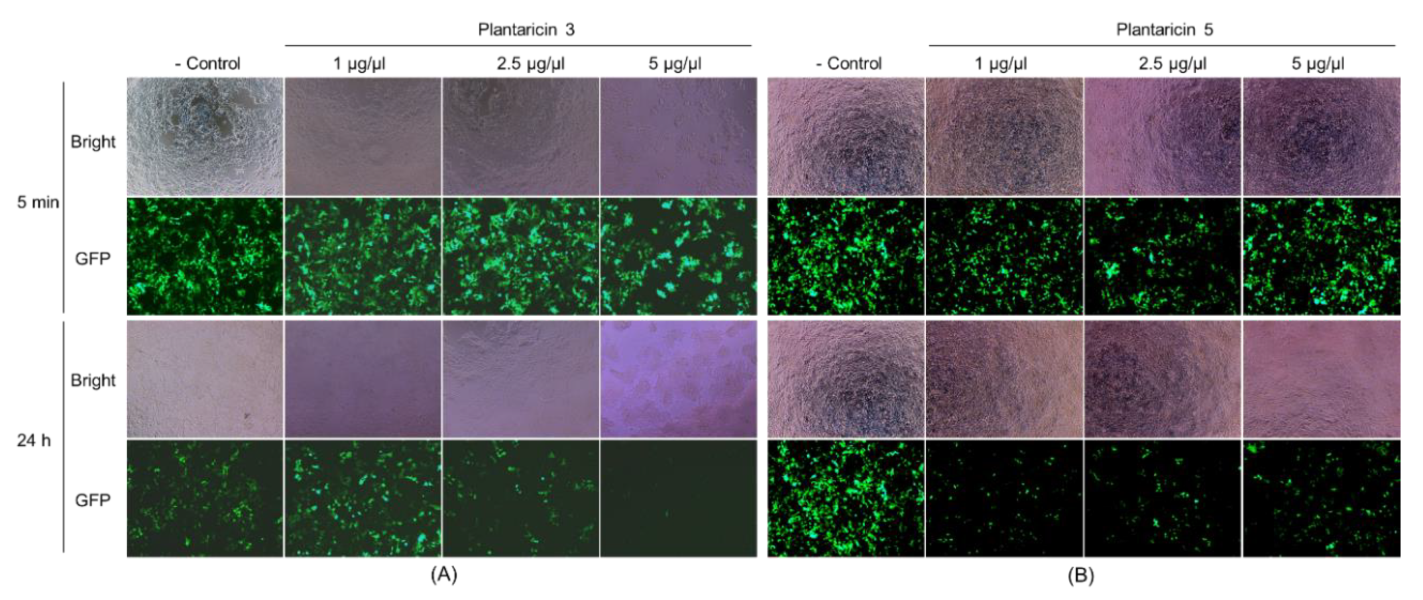 Pharmaceuticals 13 00266 g005