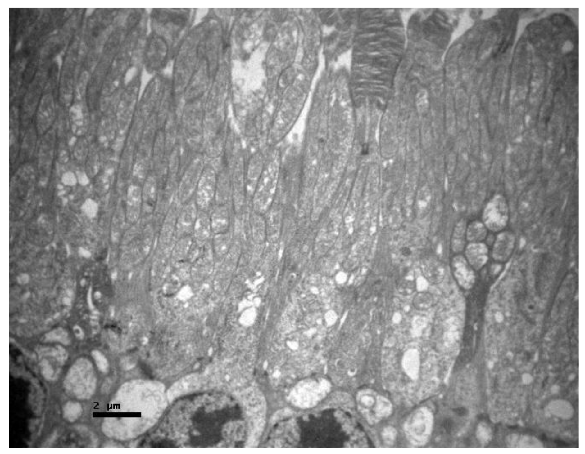 Pharmaceuticals 13 00267 g005