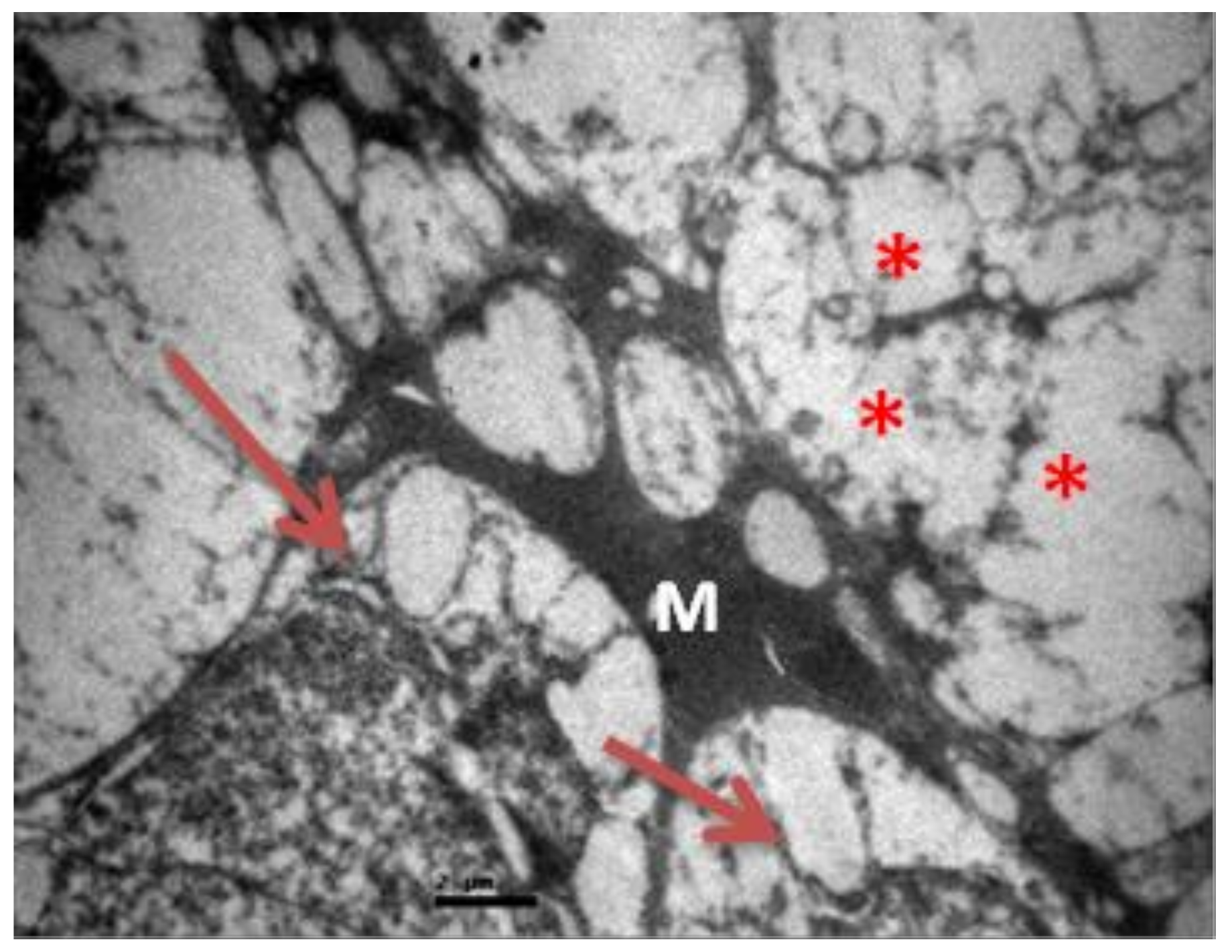 Pharmaceuticals 13 00267 g010