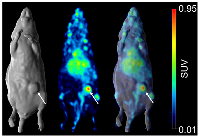 Pharmaceuticals 13 00289 g006