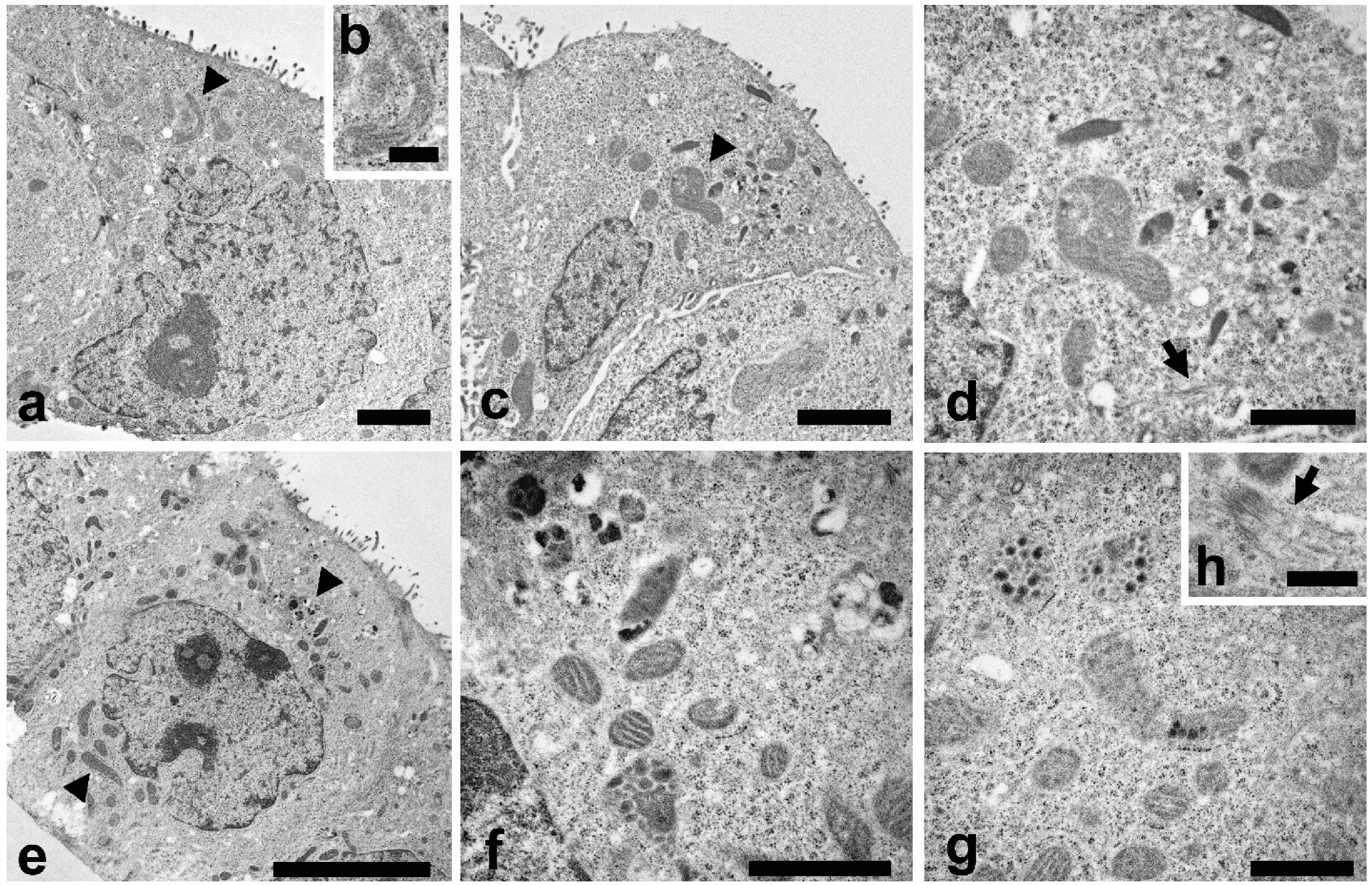Pharmaceuticals 13 00352 g004
