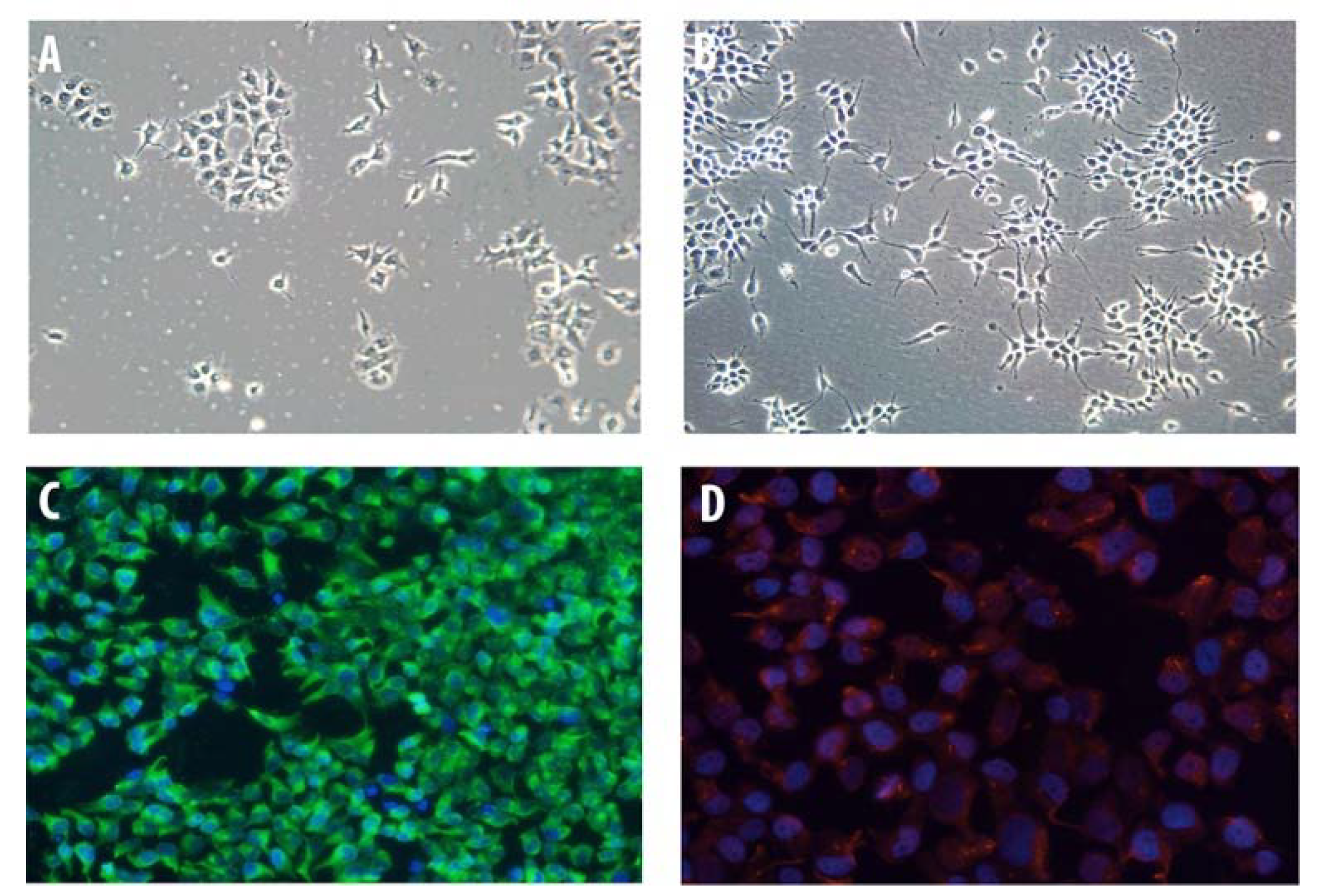 Pharmaceuticals 13 00403 g001