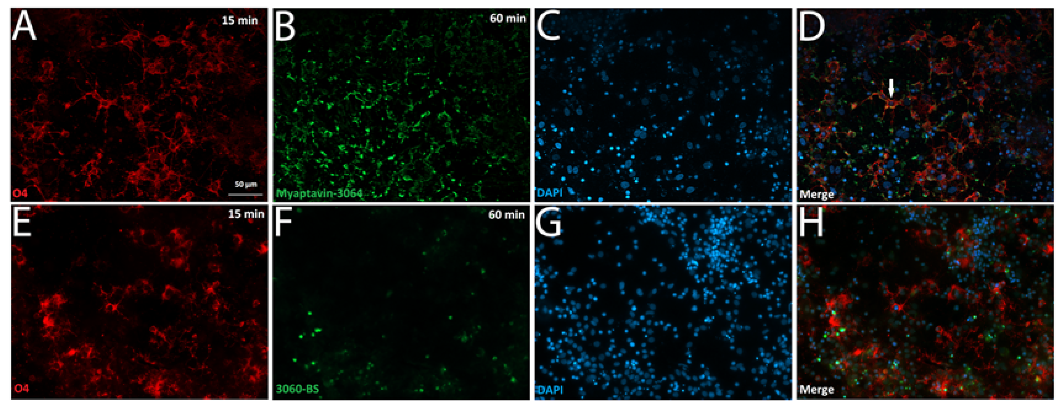 Pharmaceuticals 13 00403 g004