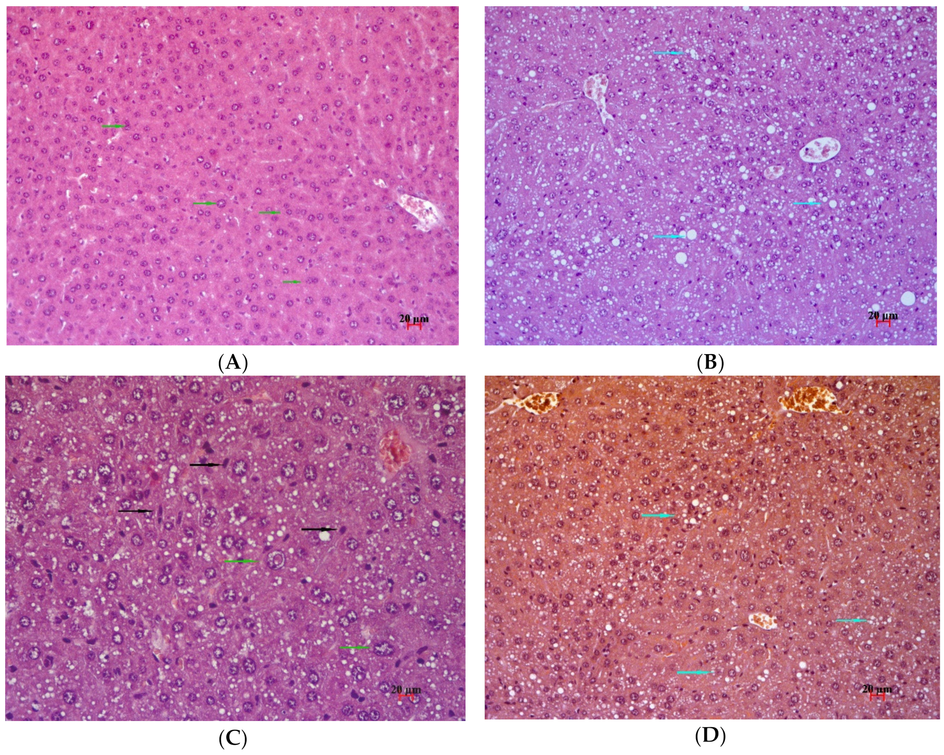 Pharmaceuticals 13 00404 g006