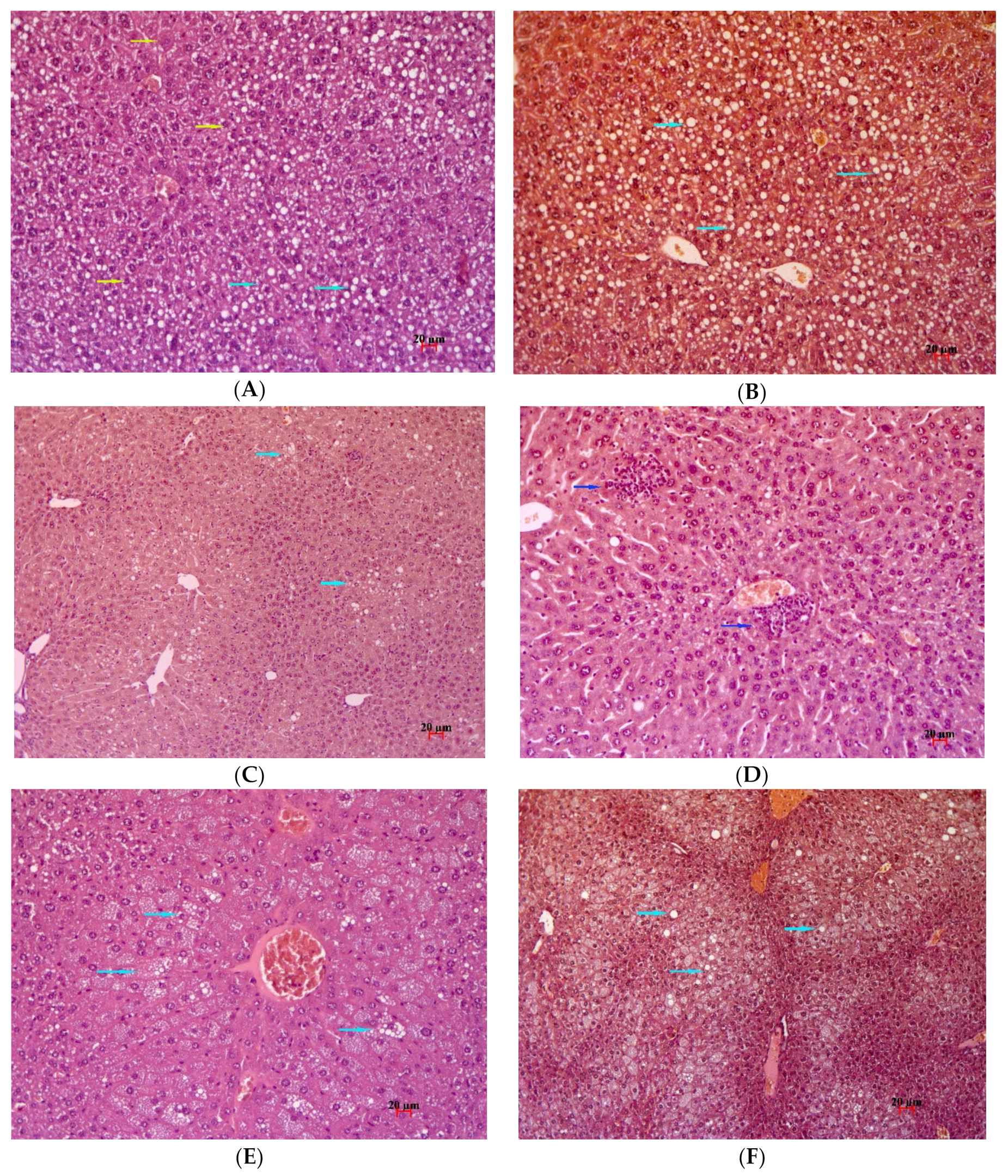 Pharmaceuticals 13 00404 g007