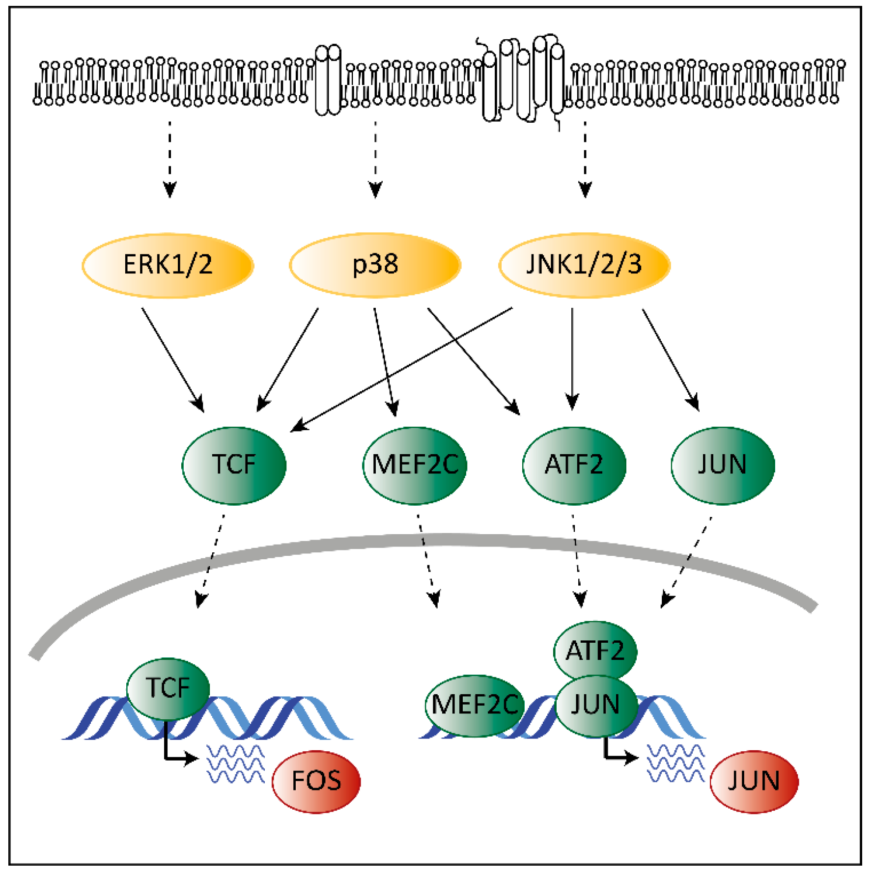 Pharmaceuticals 13 00418 g002