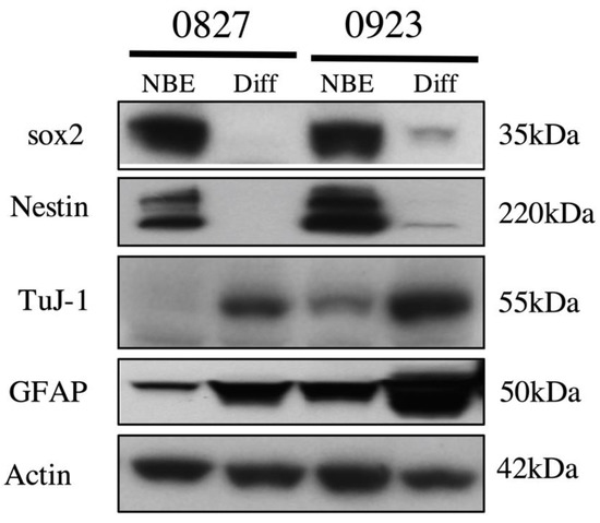 Pharmaceuticals 13 00419 g0a3