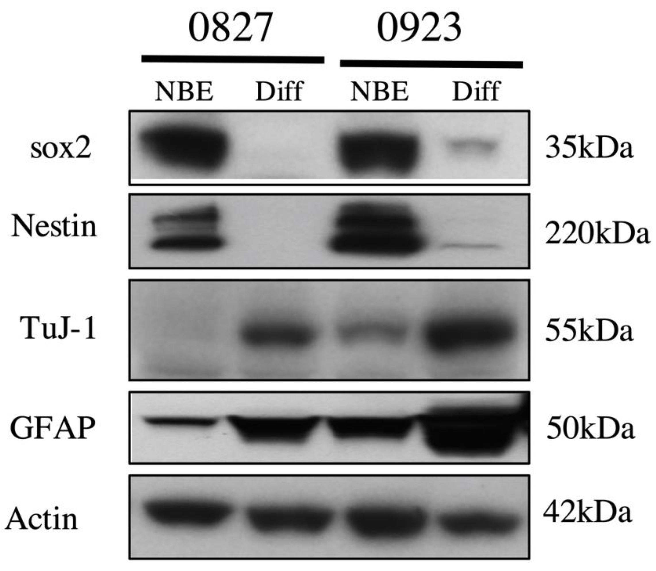 Pharmaceuticals 13 00419 g0a3
