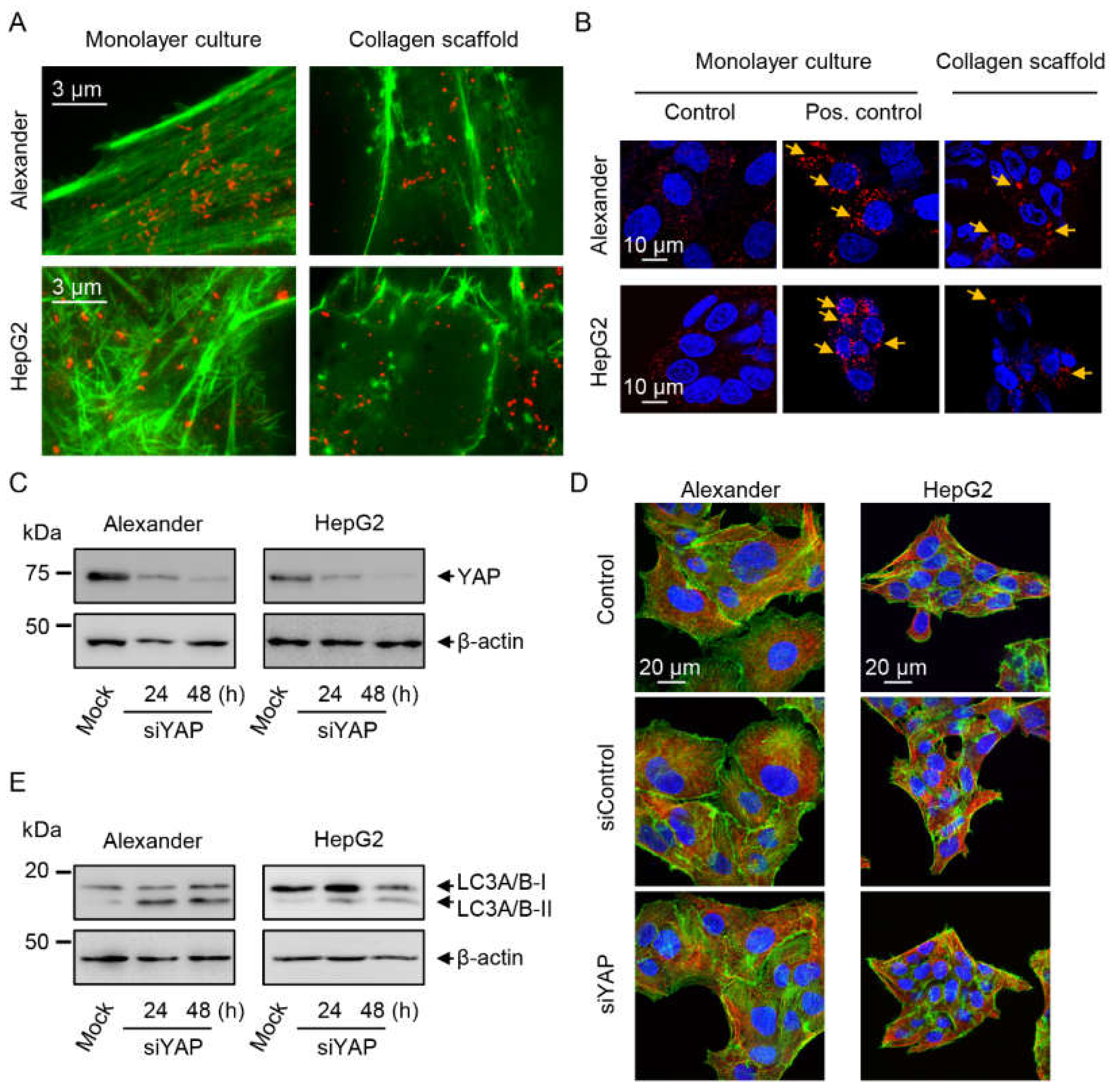 Pharmaceuticals 13 00430 g006