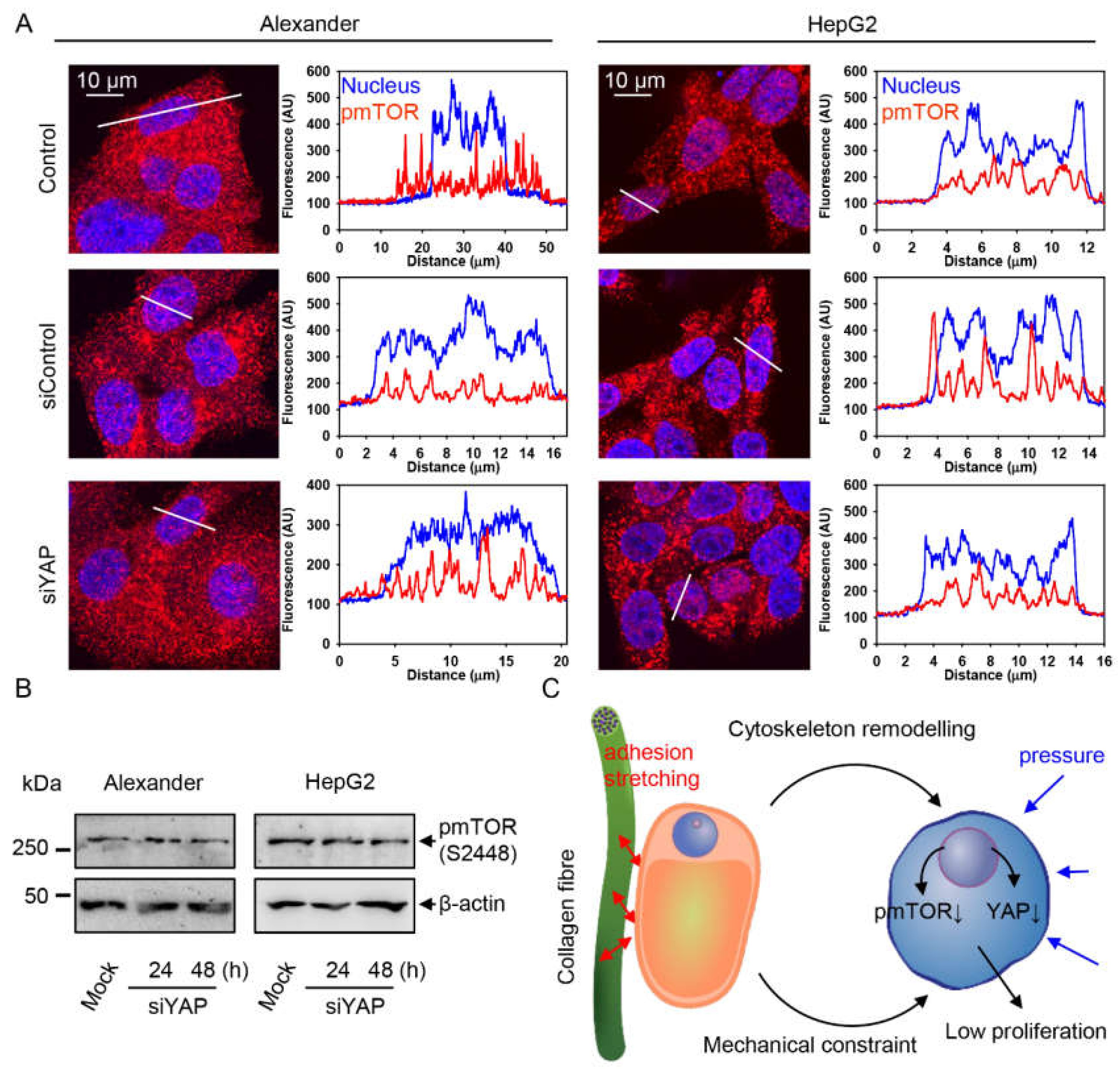 Pharmaceuticals 13 00430 g007