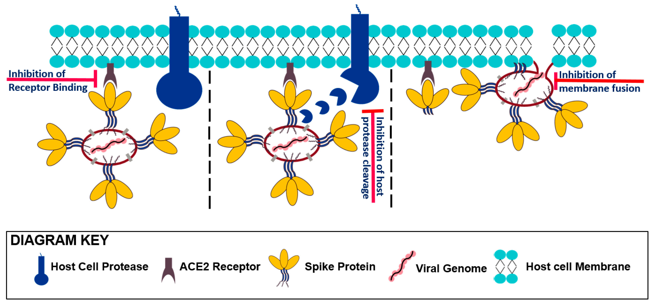 Pharmaceuticals 13 00447 g002