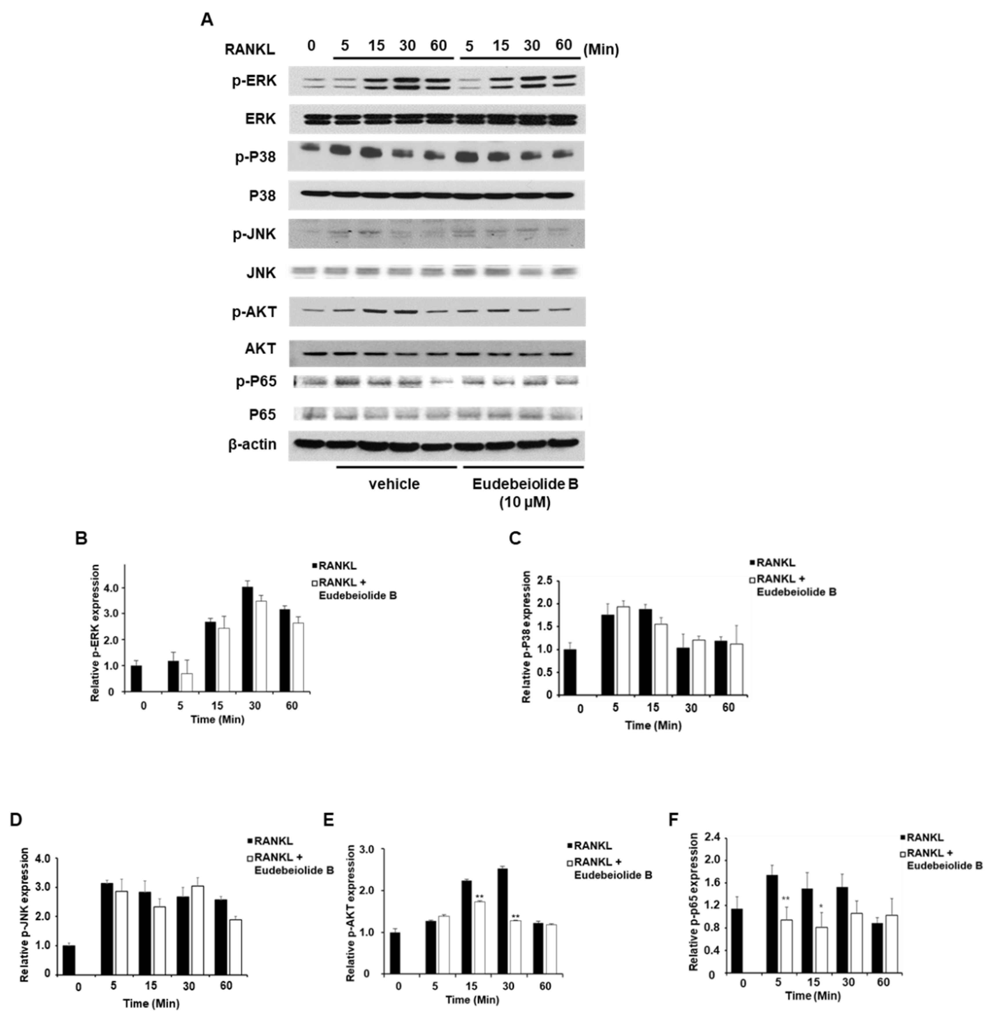 Pharmaceuticals 13 00468 g003