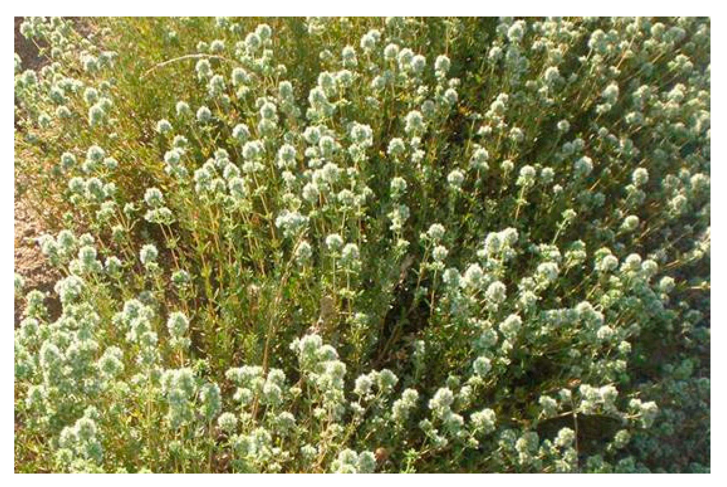 Pharmaceuticals 13 00479 g001