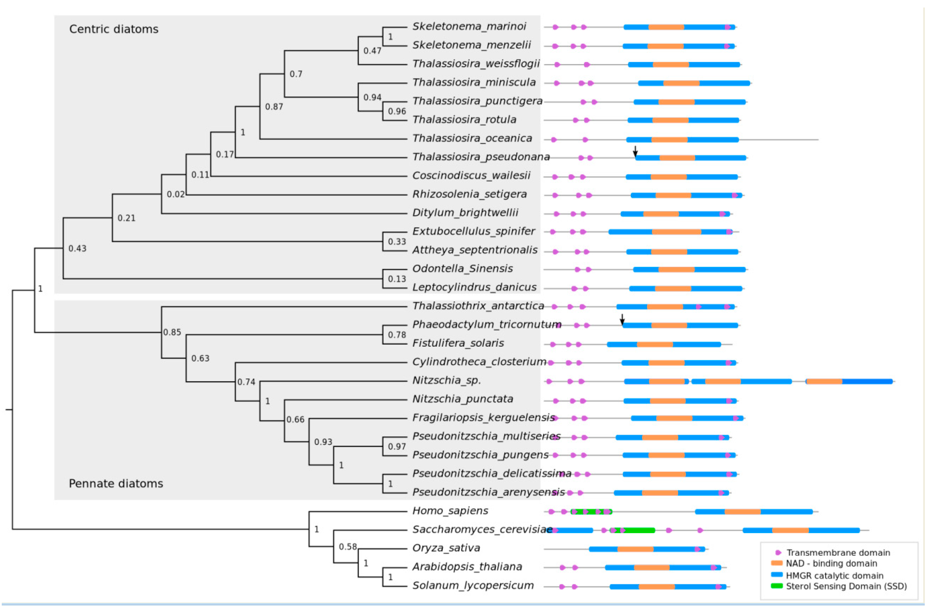 Pharmaceuticals 13 00481 g002